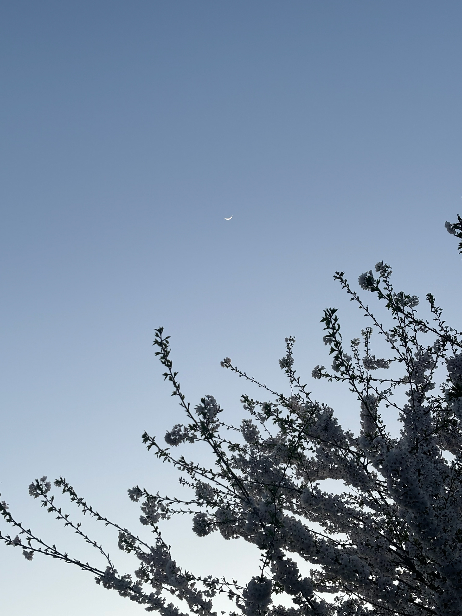 Untitled, 2025, IPhone, Ellicott City, MD