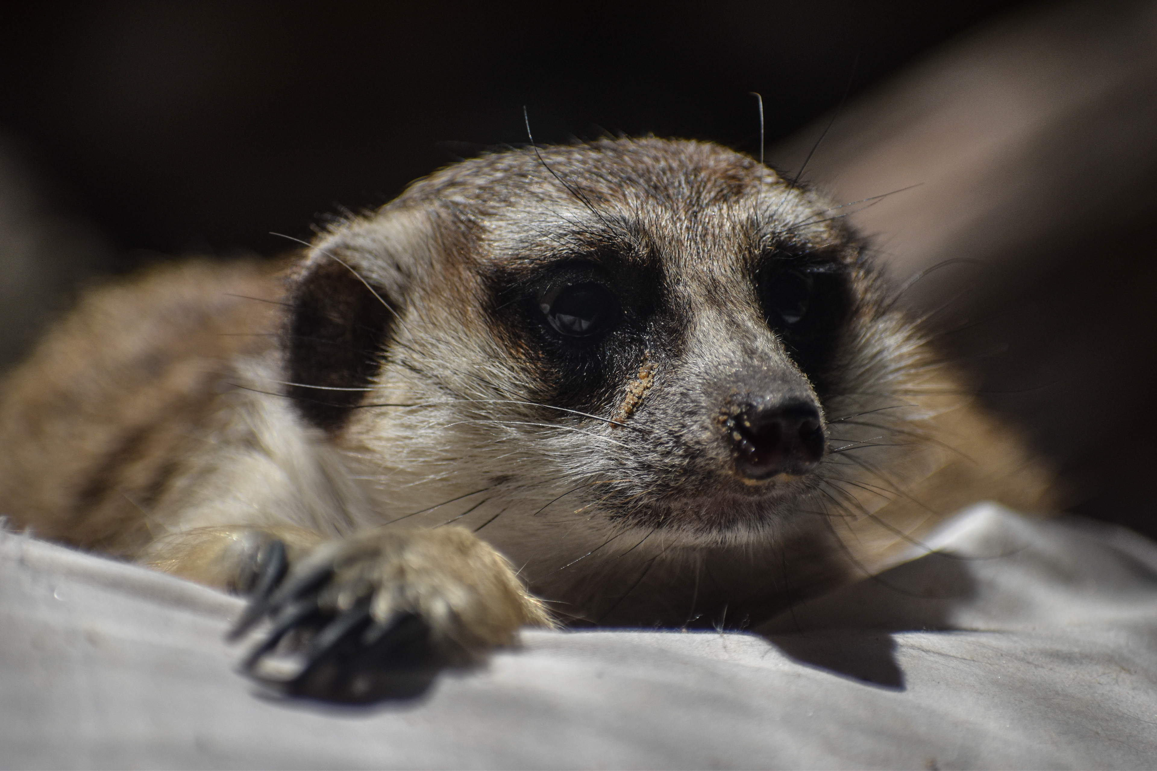 Untitled, 2019, Nikon D3500, Washington DC Zoo