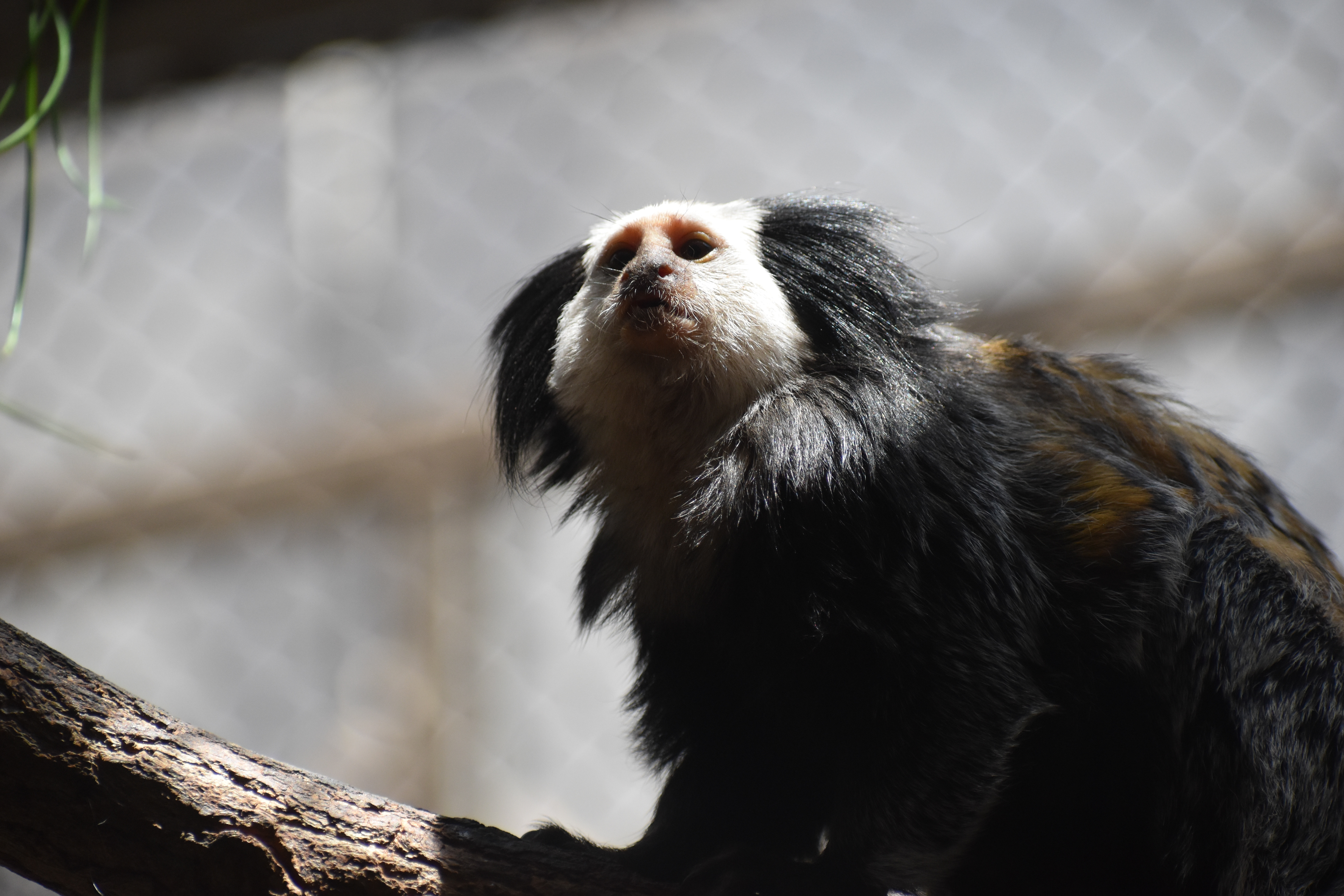 Untitled, 2019, Nikon D3500, Washington DC Zoo