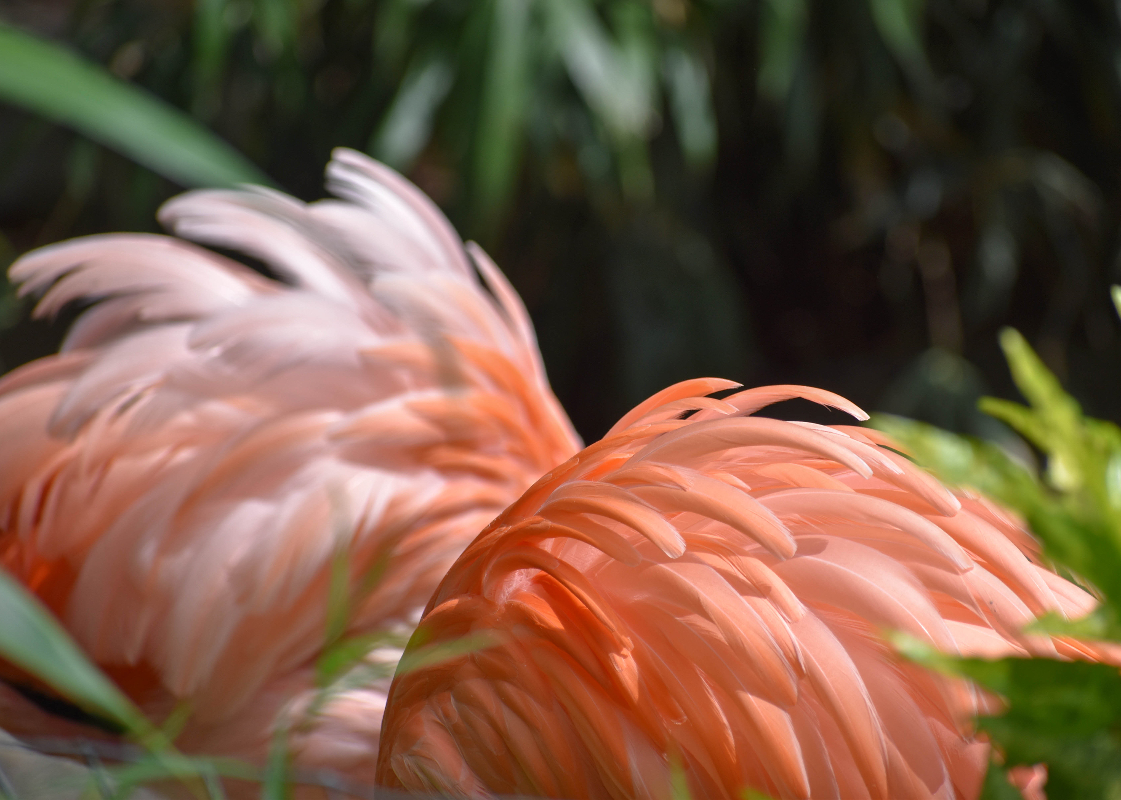 Untitled, 2019, Nikon D3500, Salisbury MD Zoo