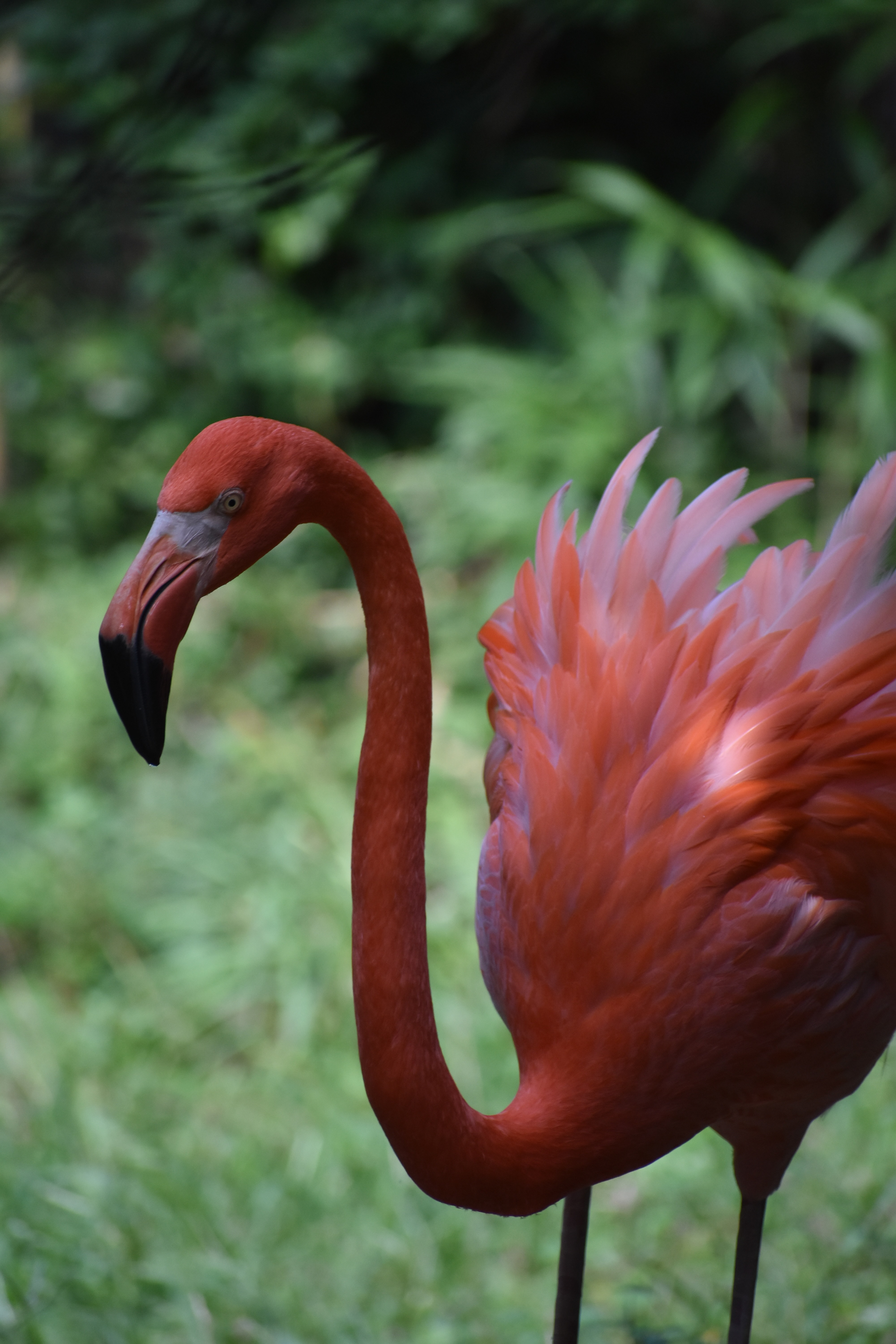 Untitled, 2021, Nikon D3500, Salisbury MD Zoo