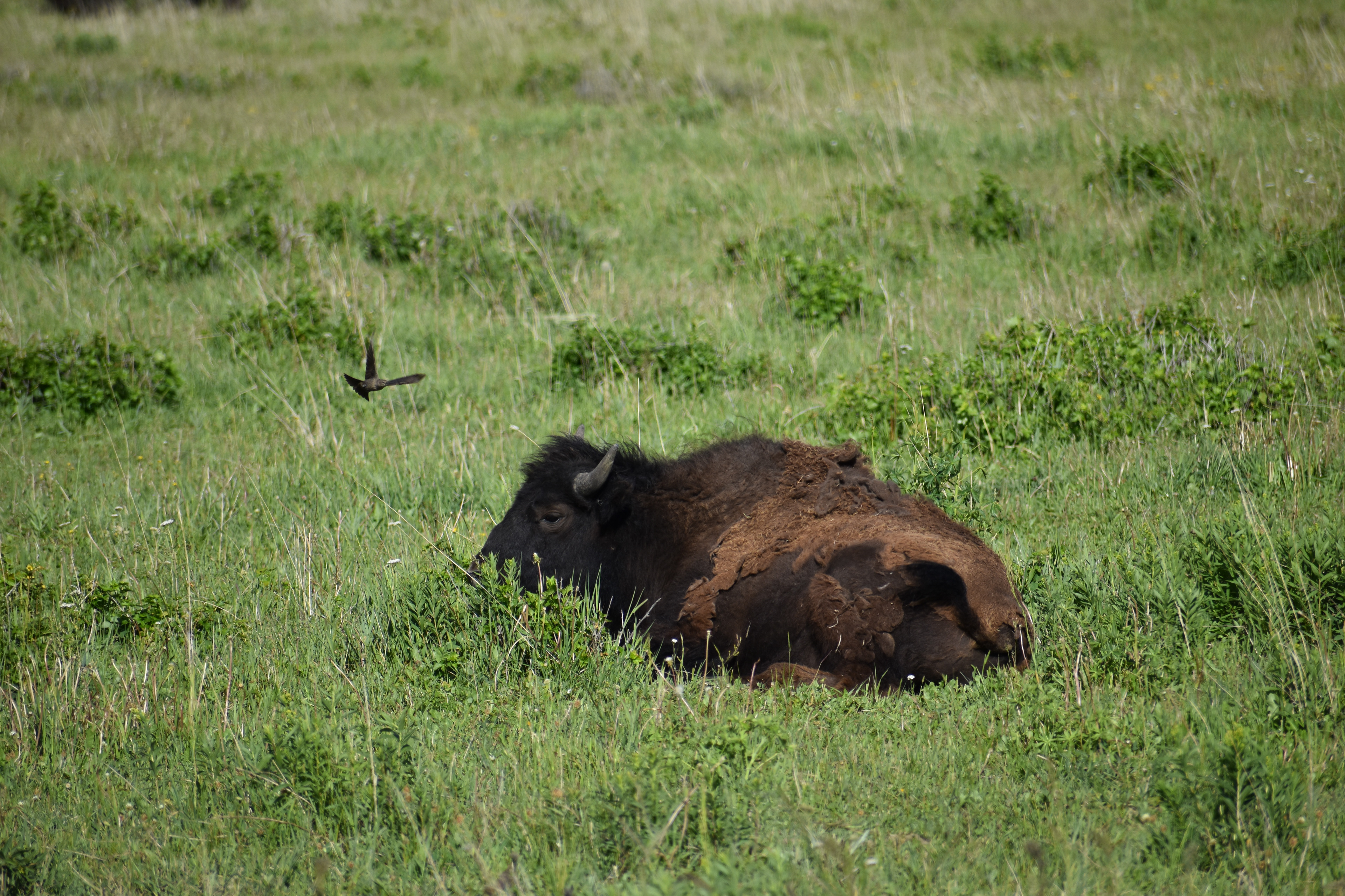Untitled, 2024, Nikon D3500, Lamar Valley in Montana 