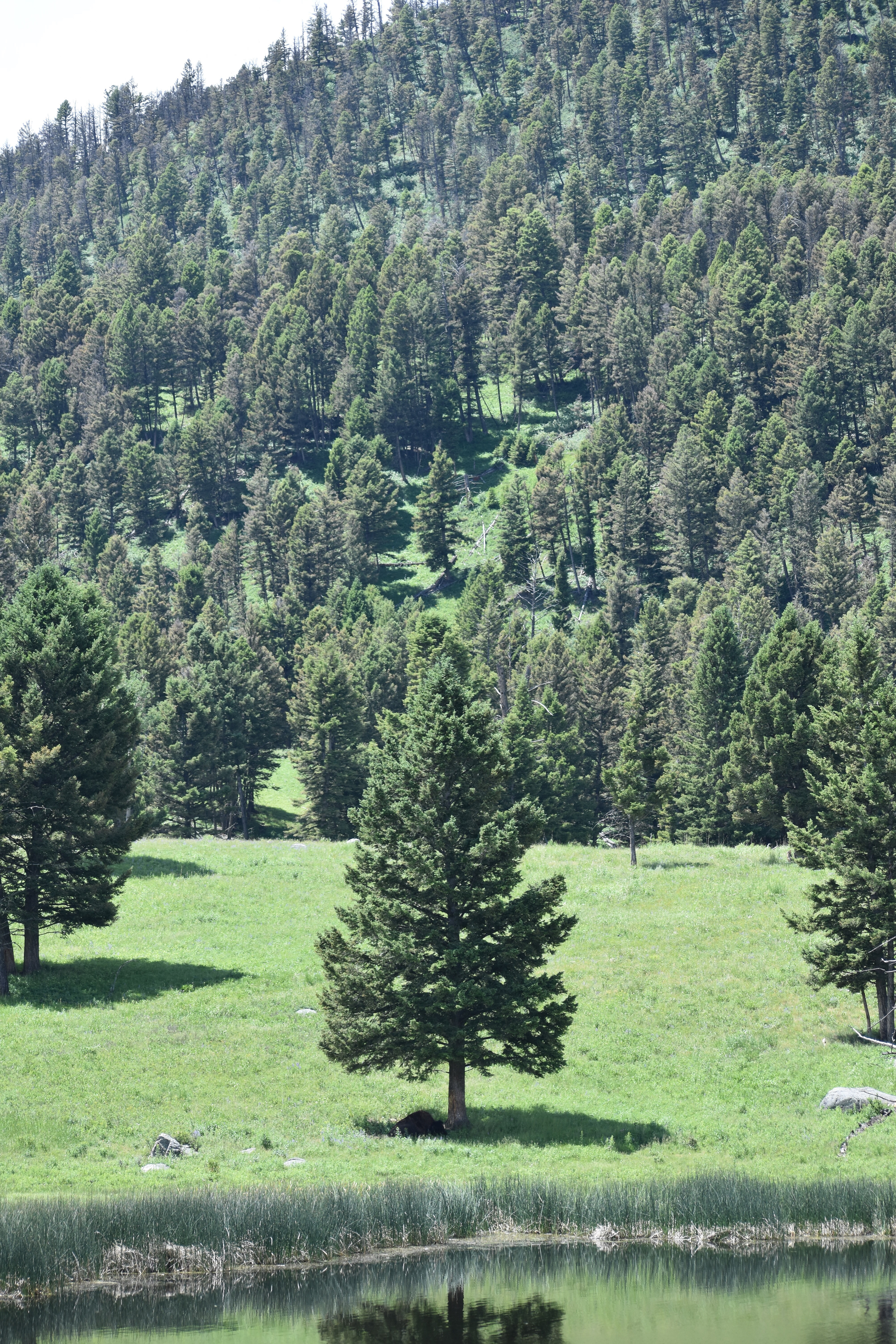Untitled, 2024, Nikon D3500, Yellowstone in Montana 