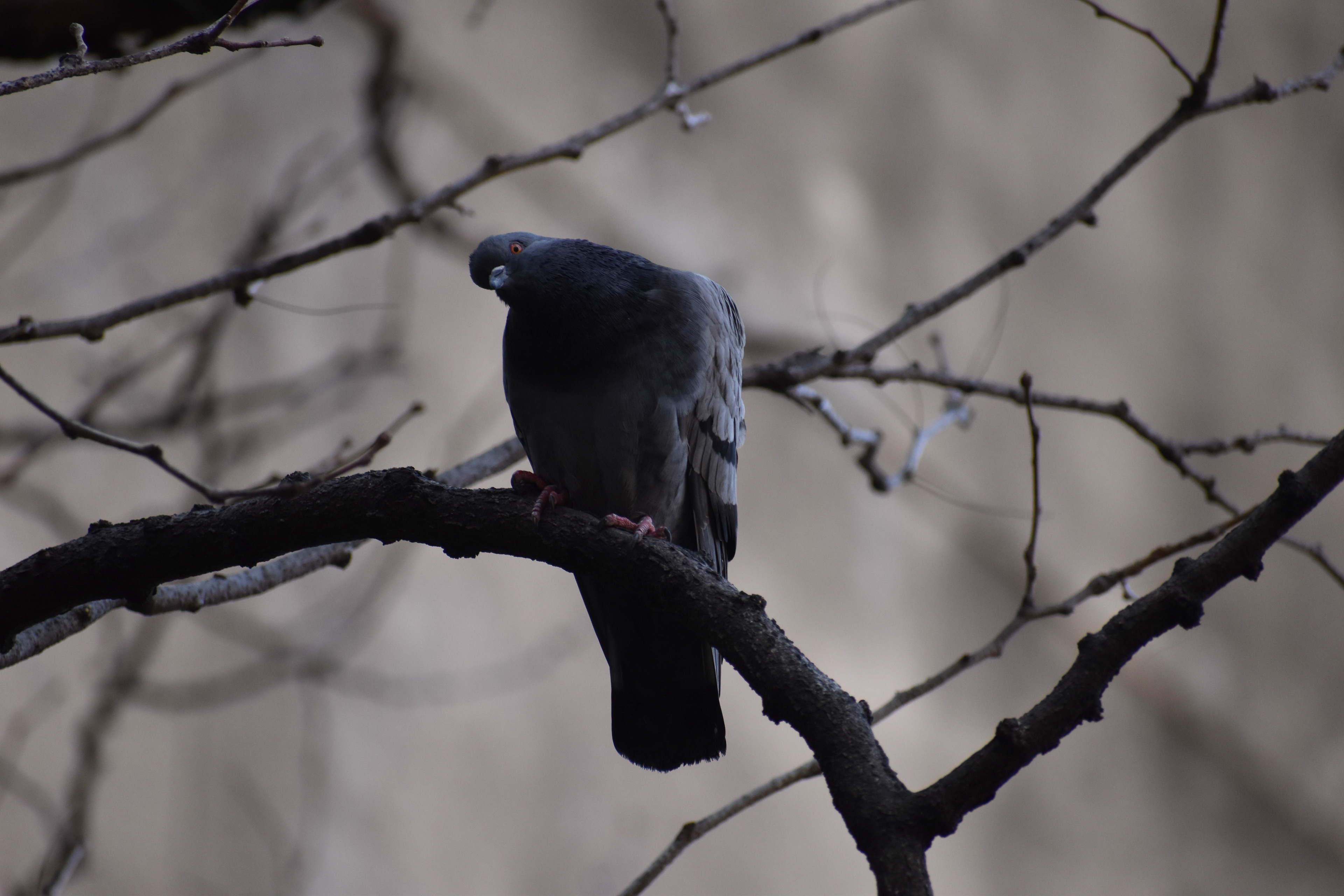 Untitled, 2019, Nikon D3500, New York 