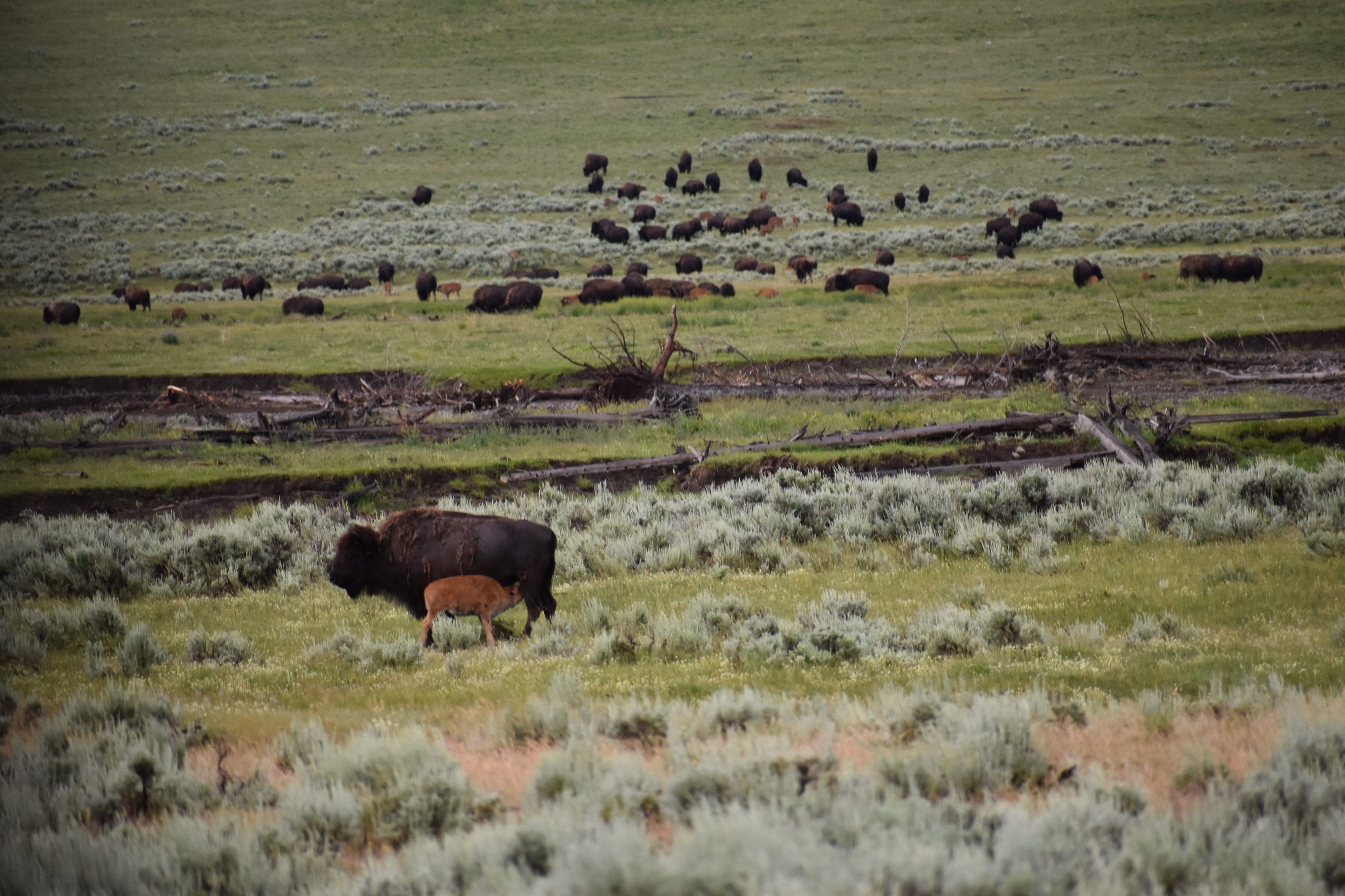 Untitled, 2024, Nikon D3500, Yellowstone in Montana 