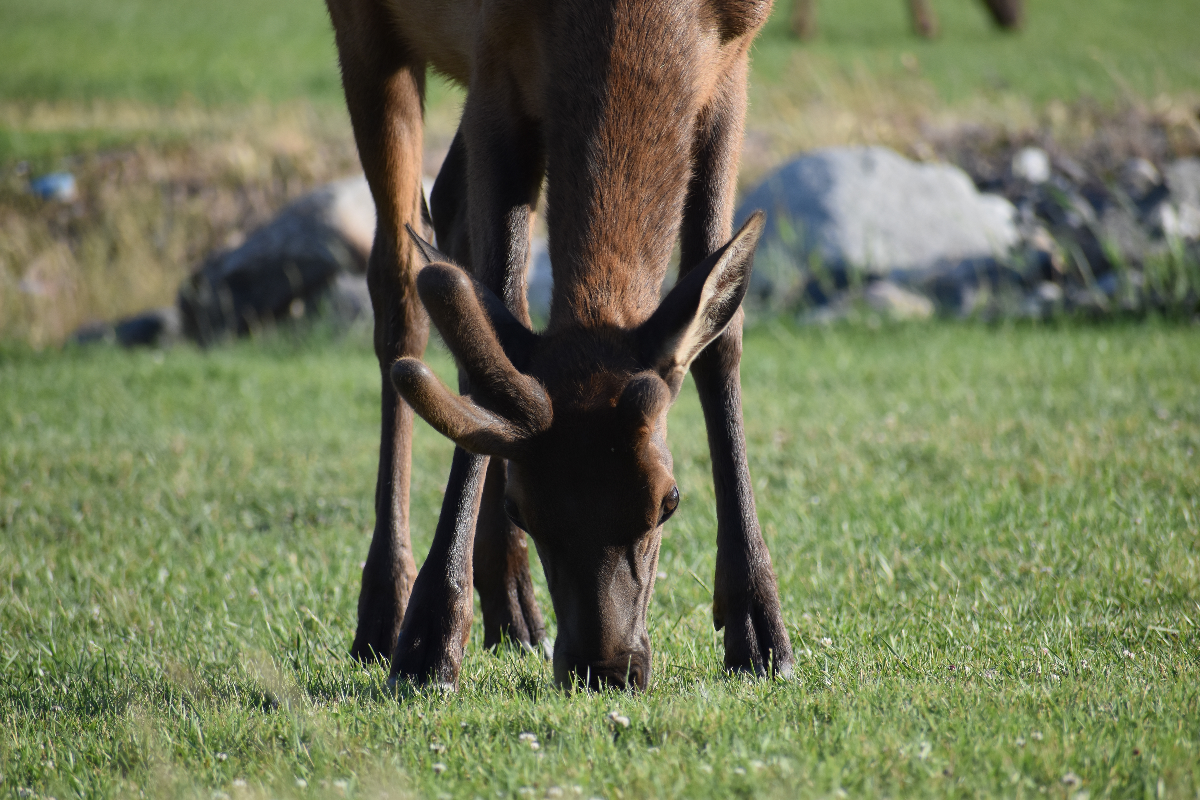 Untitled, 2024, Nikon D3500, Montana