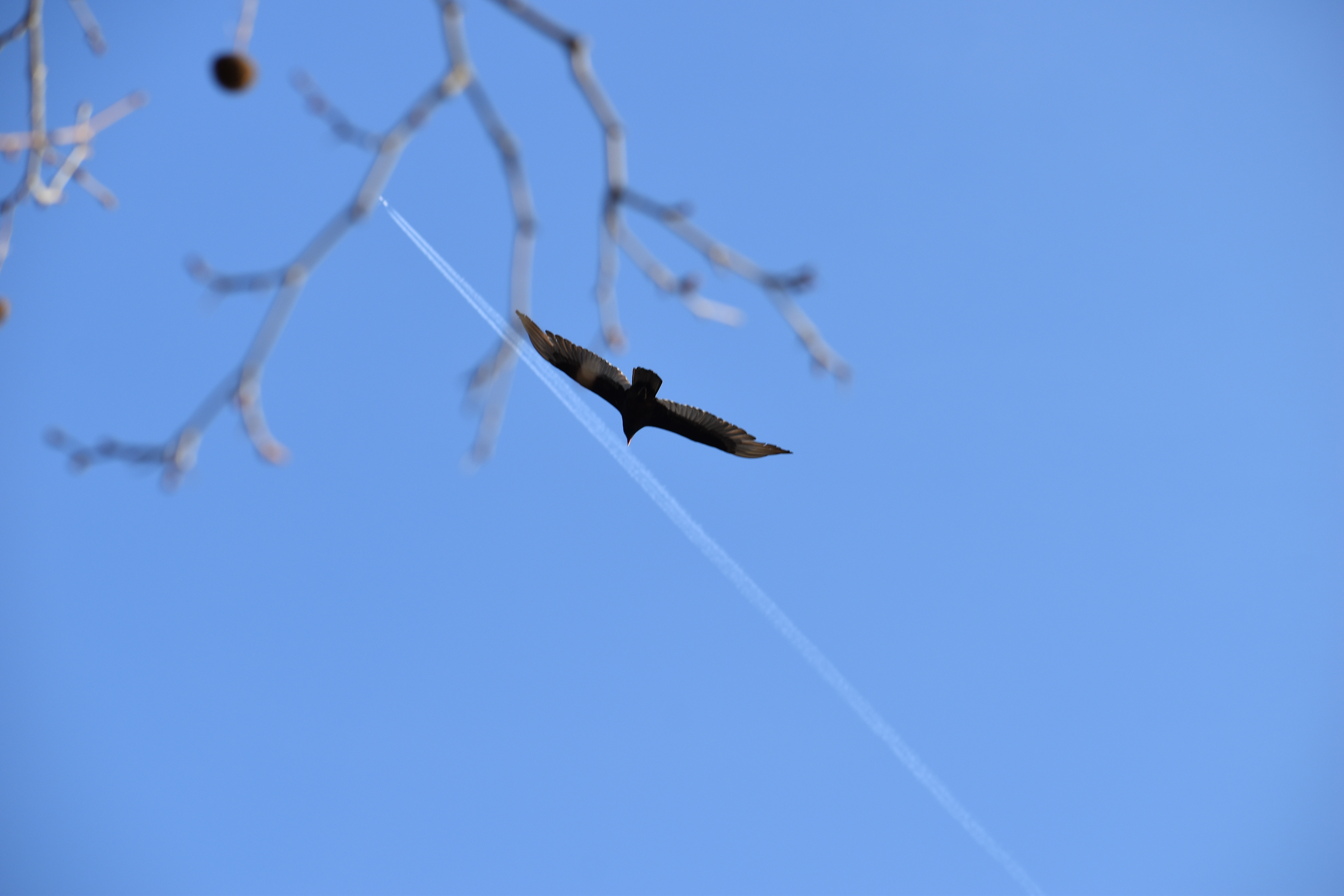 Untitled, 2019, Nikon D3500, Pemberton Historical Park Salisbury MD