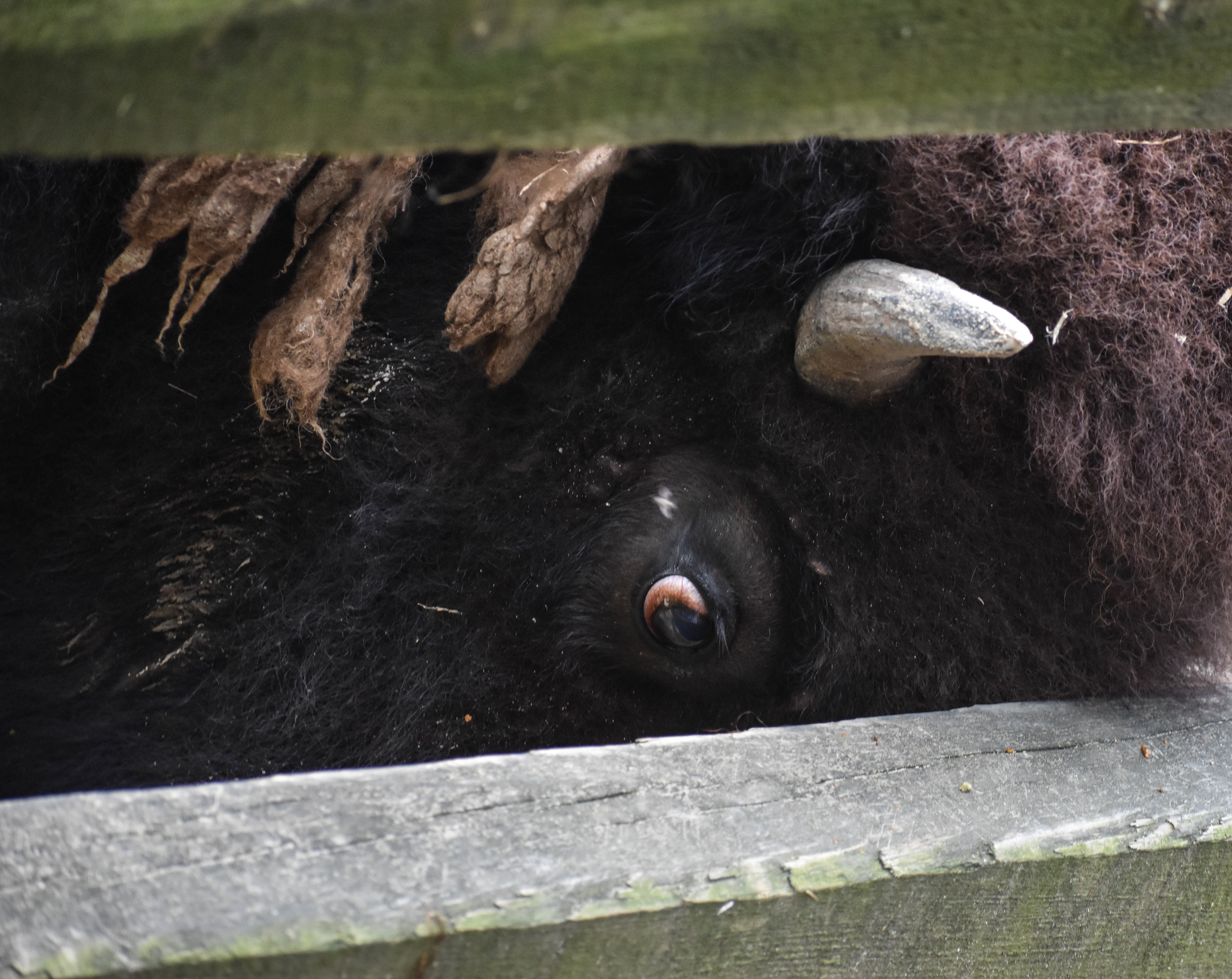 Untitled, 2019, Nikon D3500, Salisbury MD Zoo