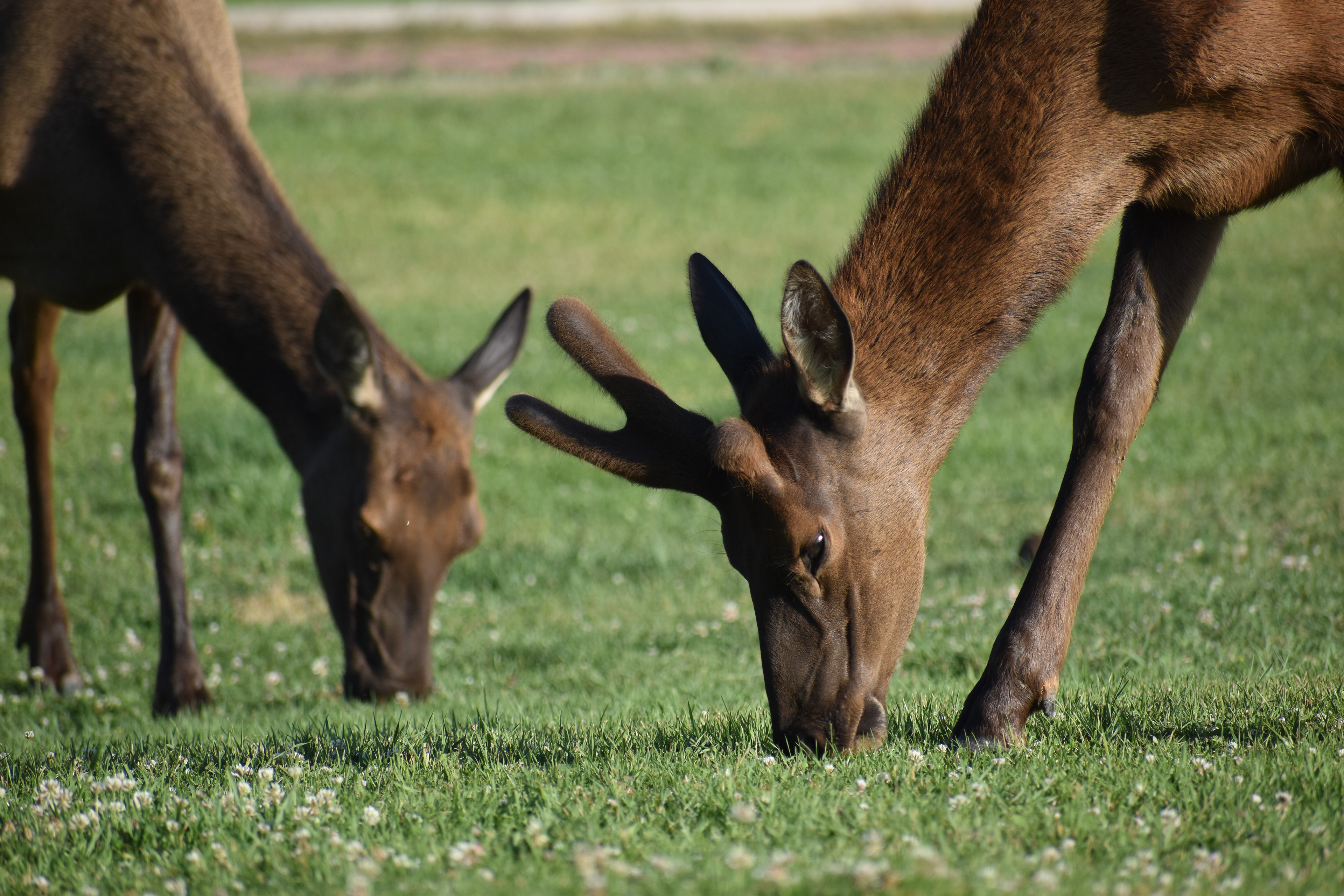 Untitled, 2024, Nikon D3500, Montana