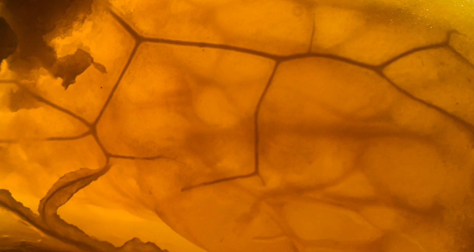 Orange Life, 2019, Nikon D3500, Salisbury MD