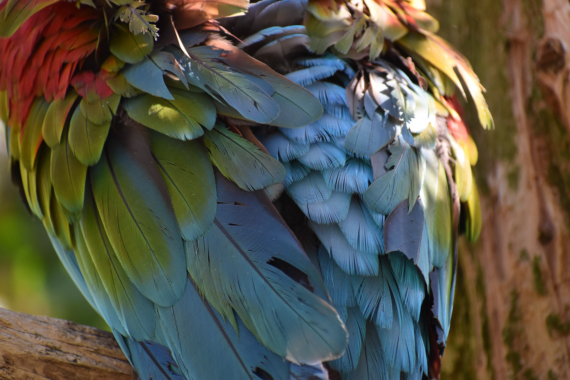 Untitled, 2019, Nikon D3500, Salisbury MD Zoo