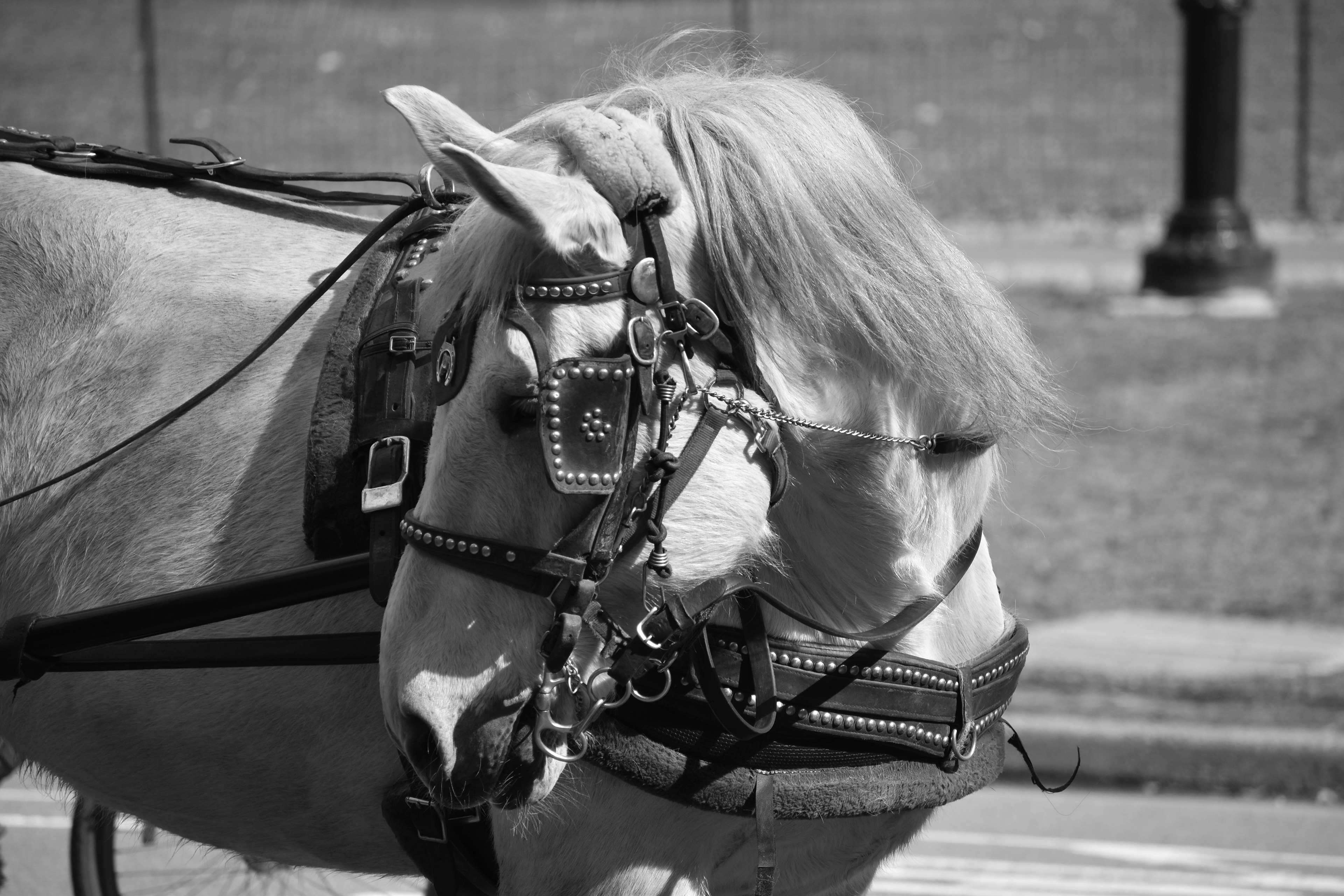 Untitled, 2019, Nikon D3500, New York 