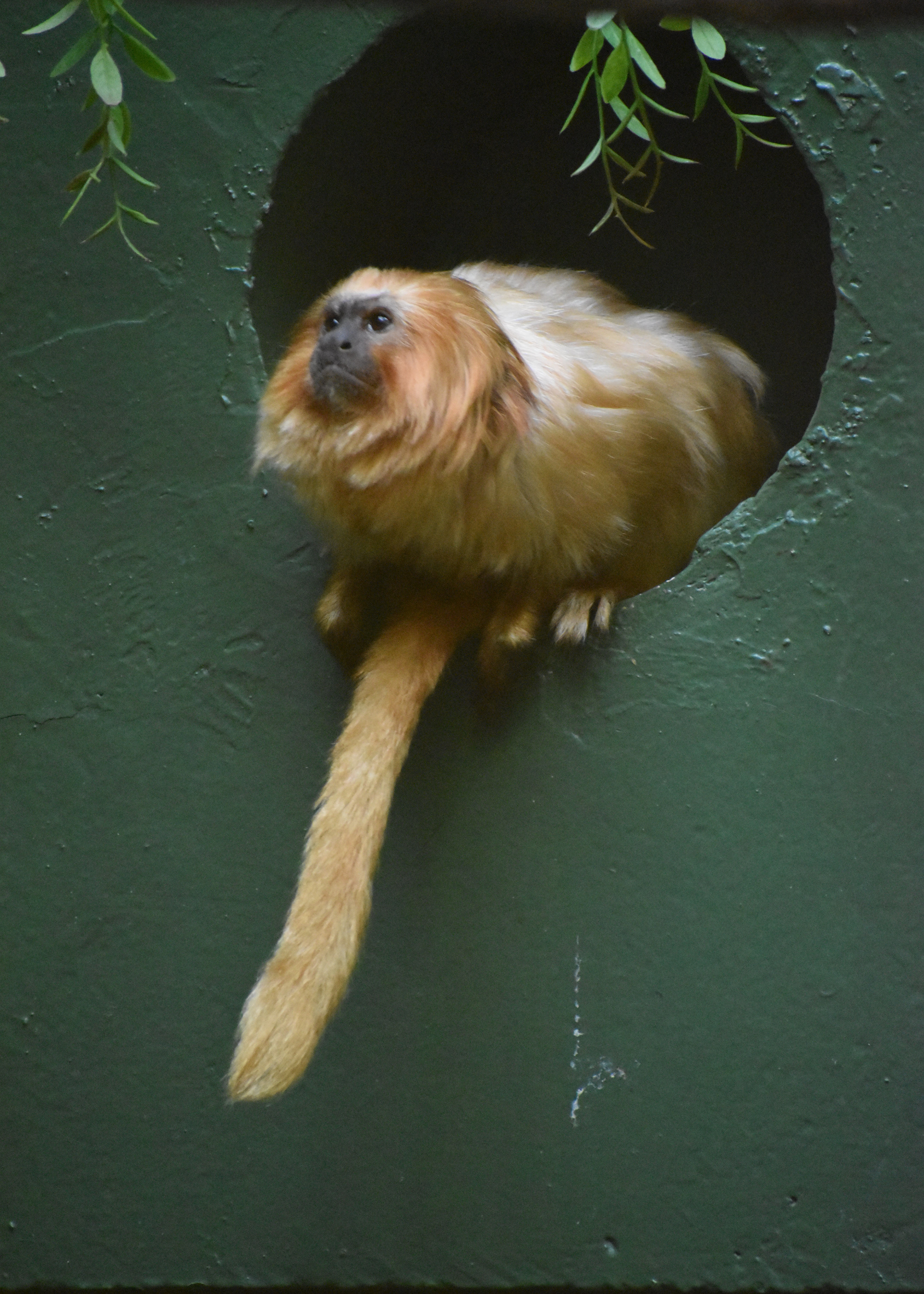 Untitled, 2023, Nikon D3500, Washington DC Zoo