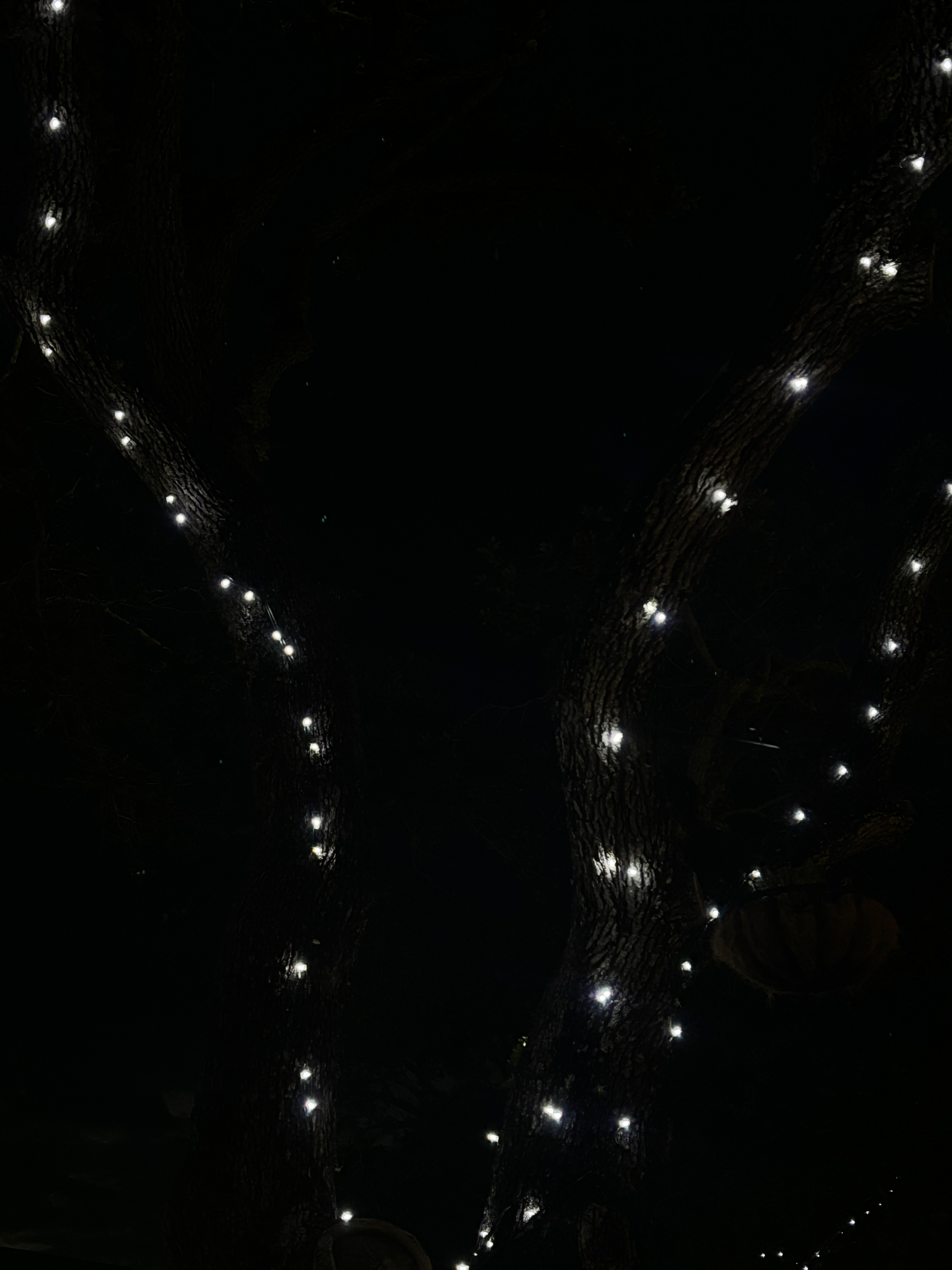 Untitled, 2025, IPhone, Bradenton Florida