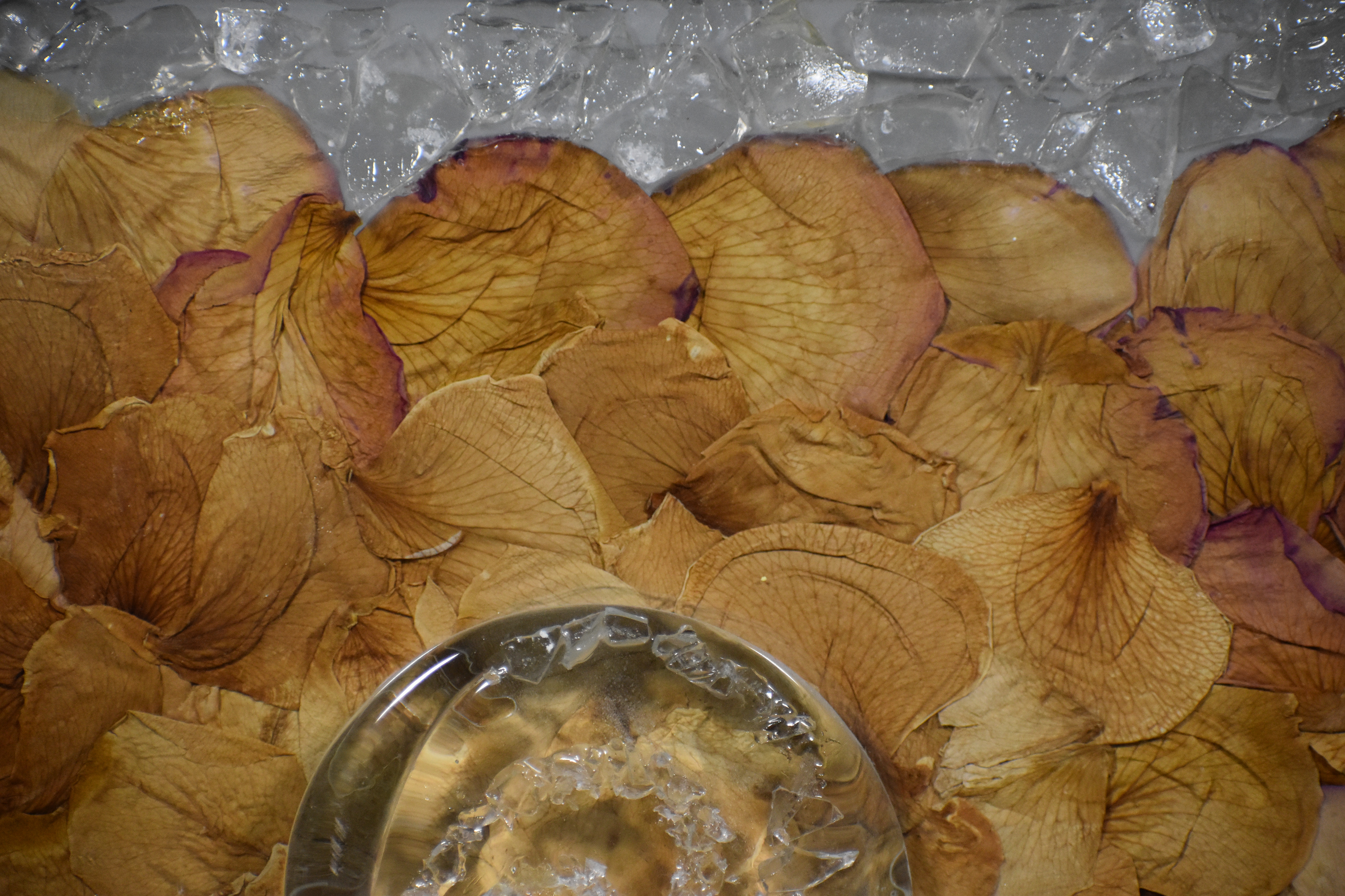 Untitled, 2019, Glass, roses given to me saying sorry I cheated, Salisbury University MD