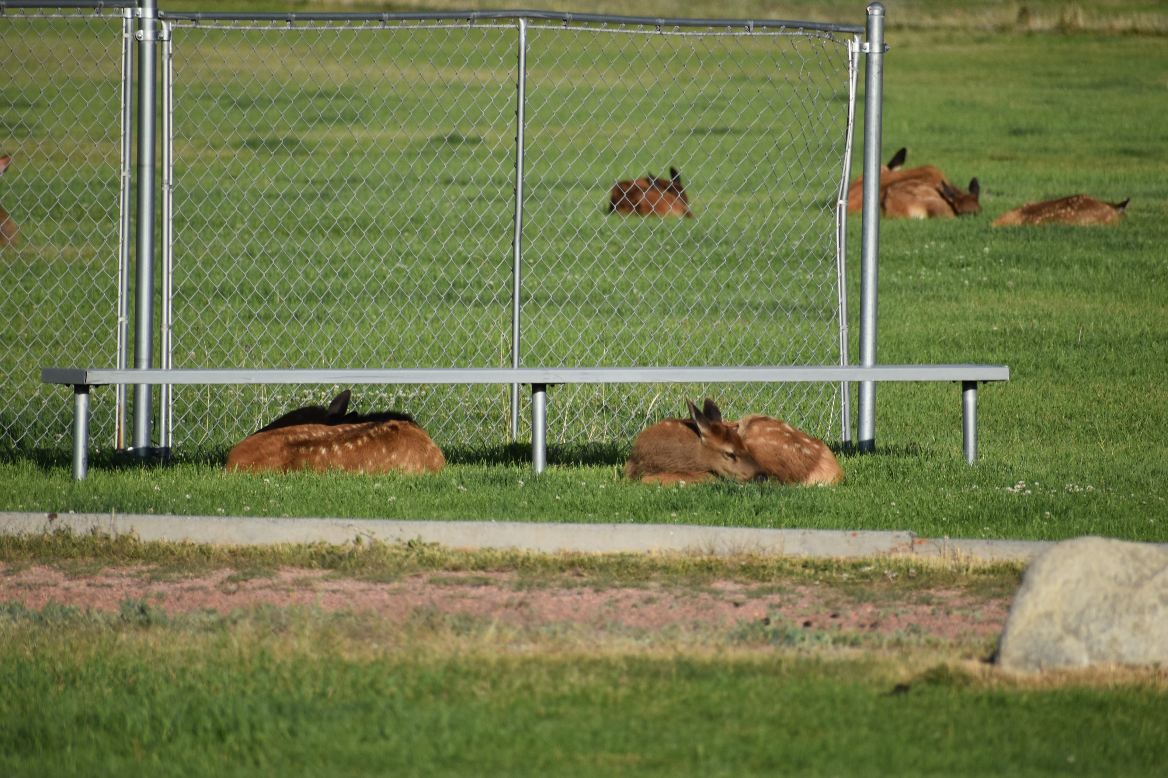 Untitled, 2024, Nikon D3500, Montana