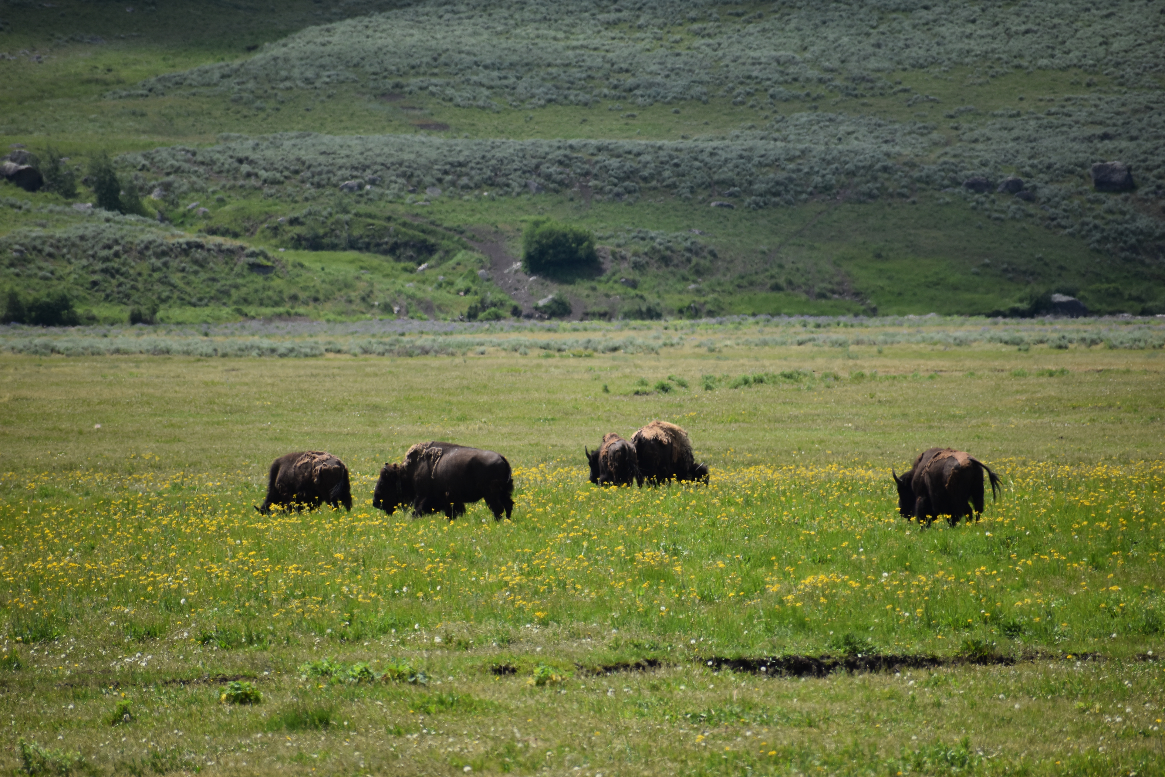 Untitled, 2024, Nikon D3500, Yellowstone in Montana 