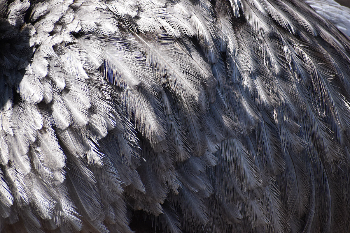 Untitled, 2021, Nikon D3500, Salisbury MD Zoo