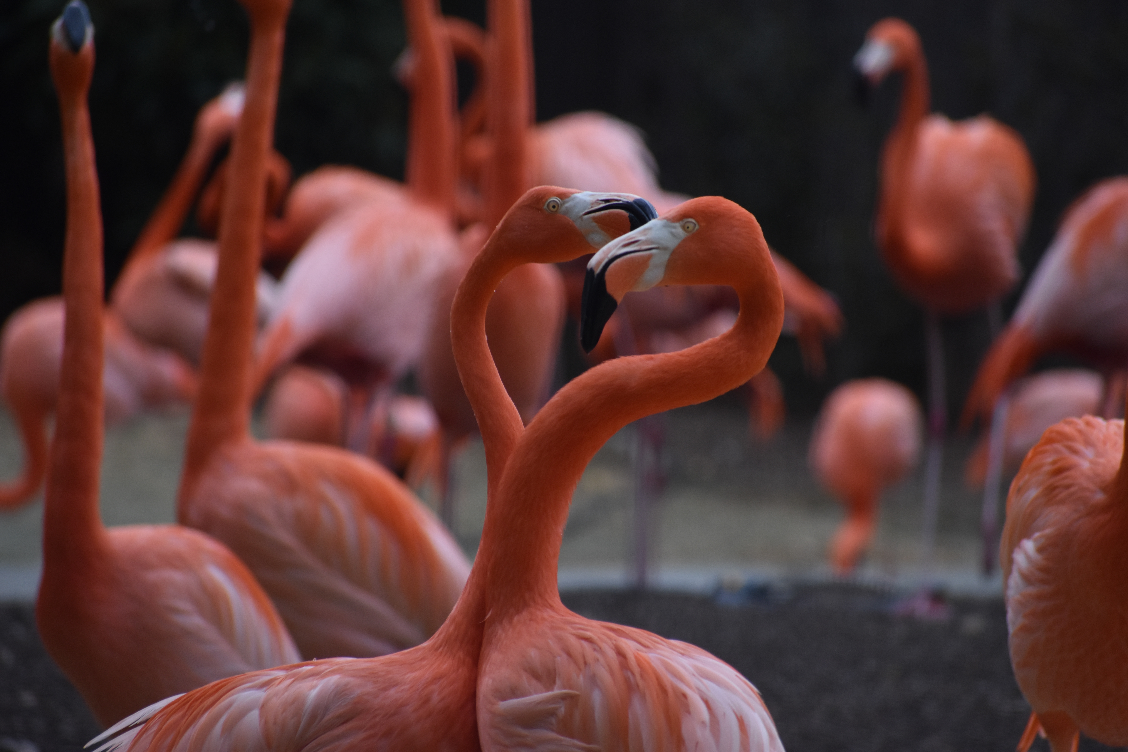 Untitled, 2023, Nikon D3500, Salisbury MD Zoo