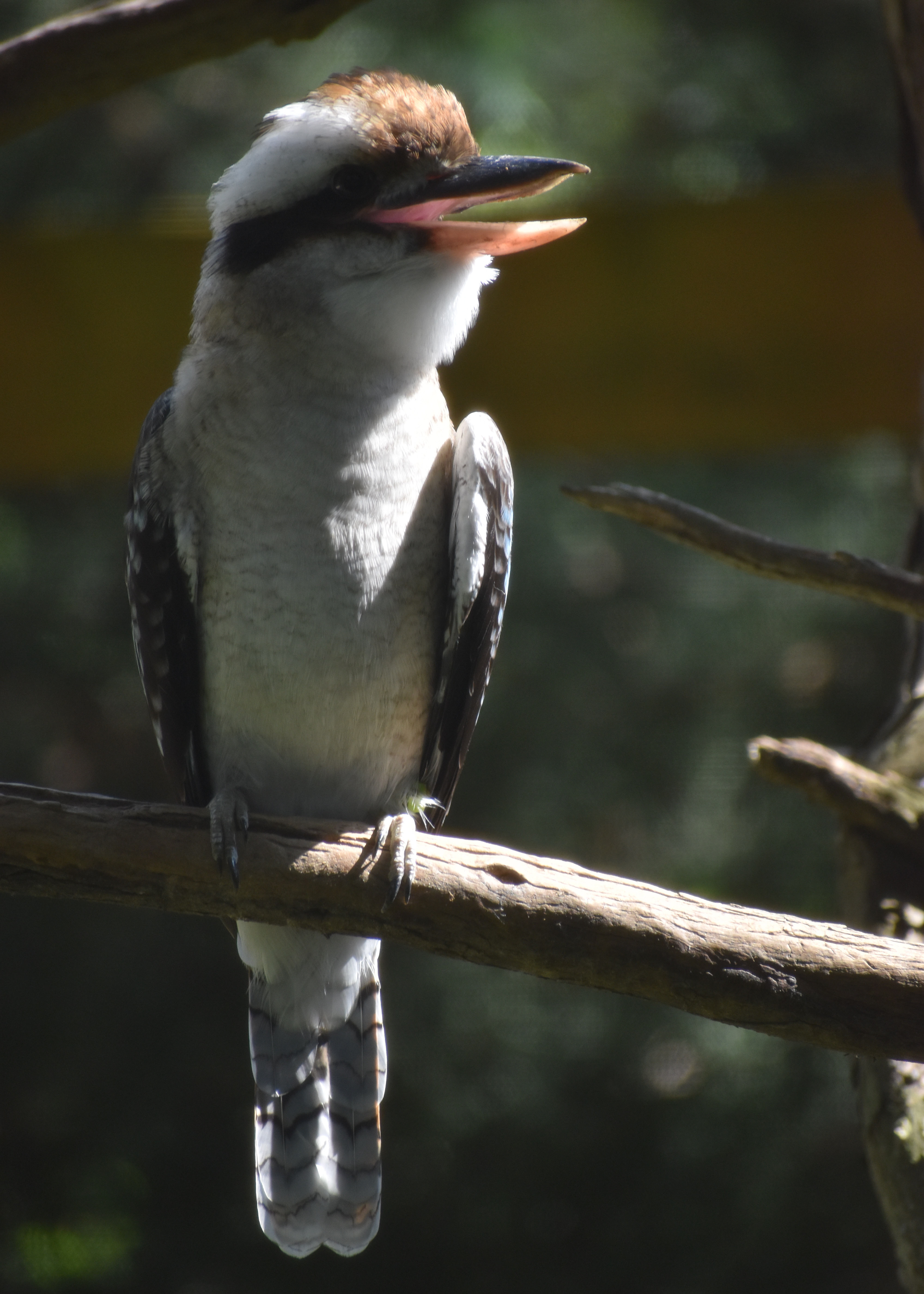 Untitled, 2023, Nikon D3500, Salisbury MD Zoo