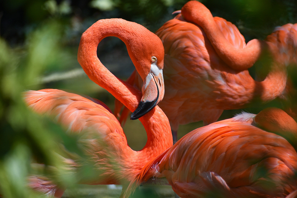 Untitled, 2019, Nikon D3500, Salisbury MD Zoo