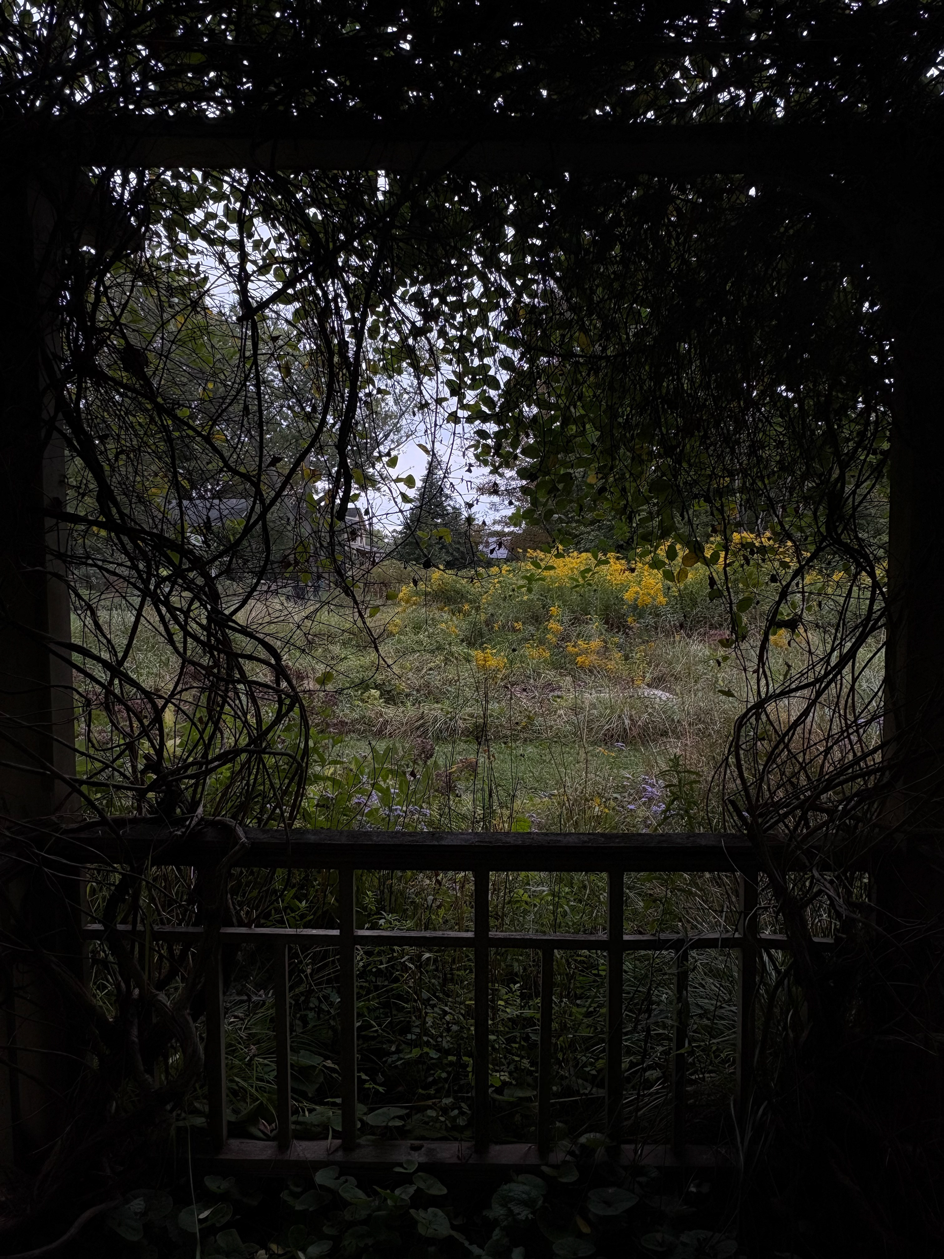 Untitled, 2025, IPhone, Bradywine museum PA