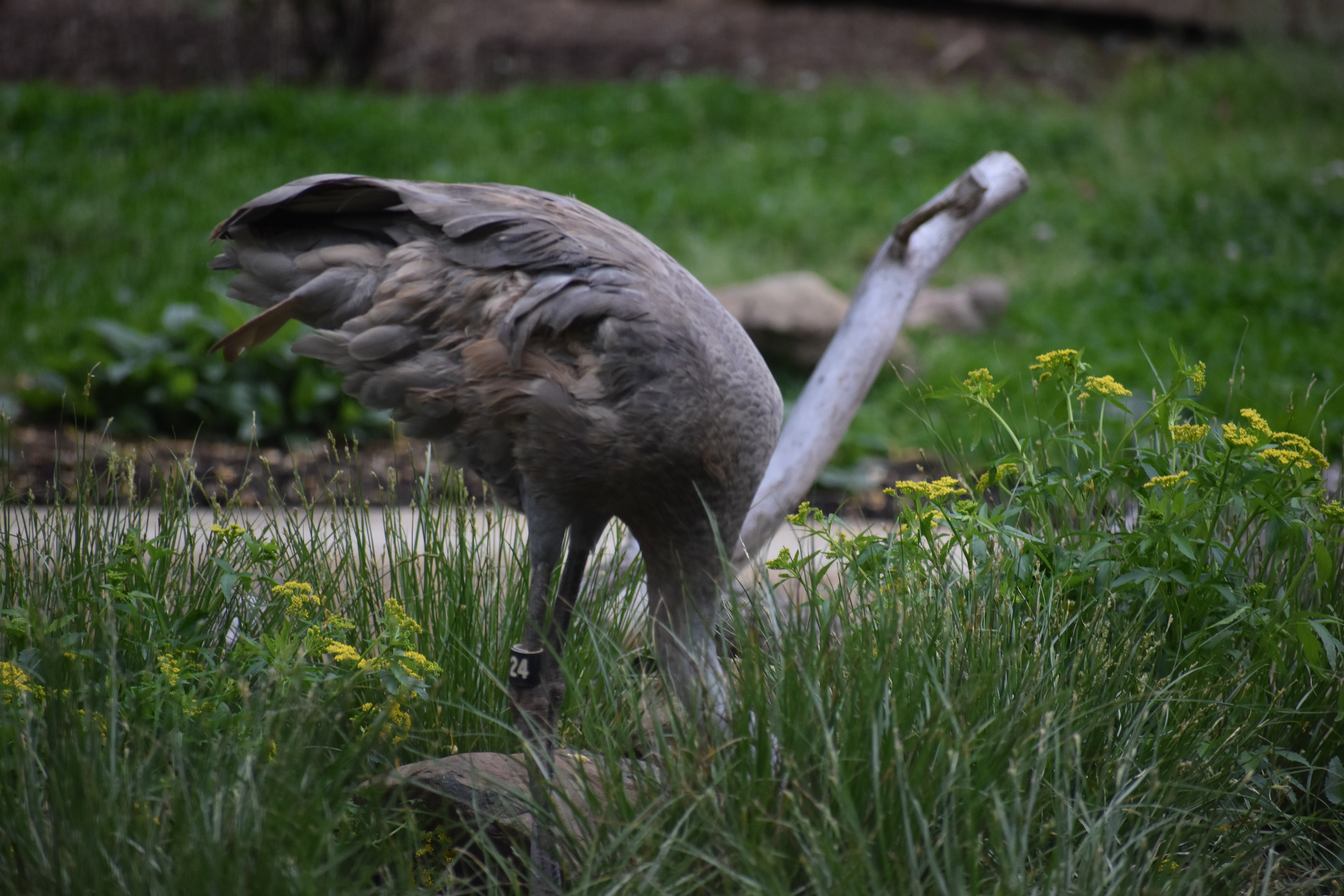 Untitled, 2023, Nikon D3500, Salisbury MD Zoo