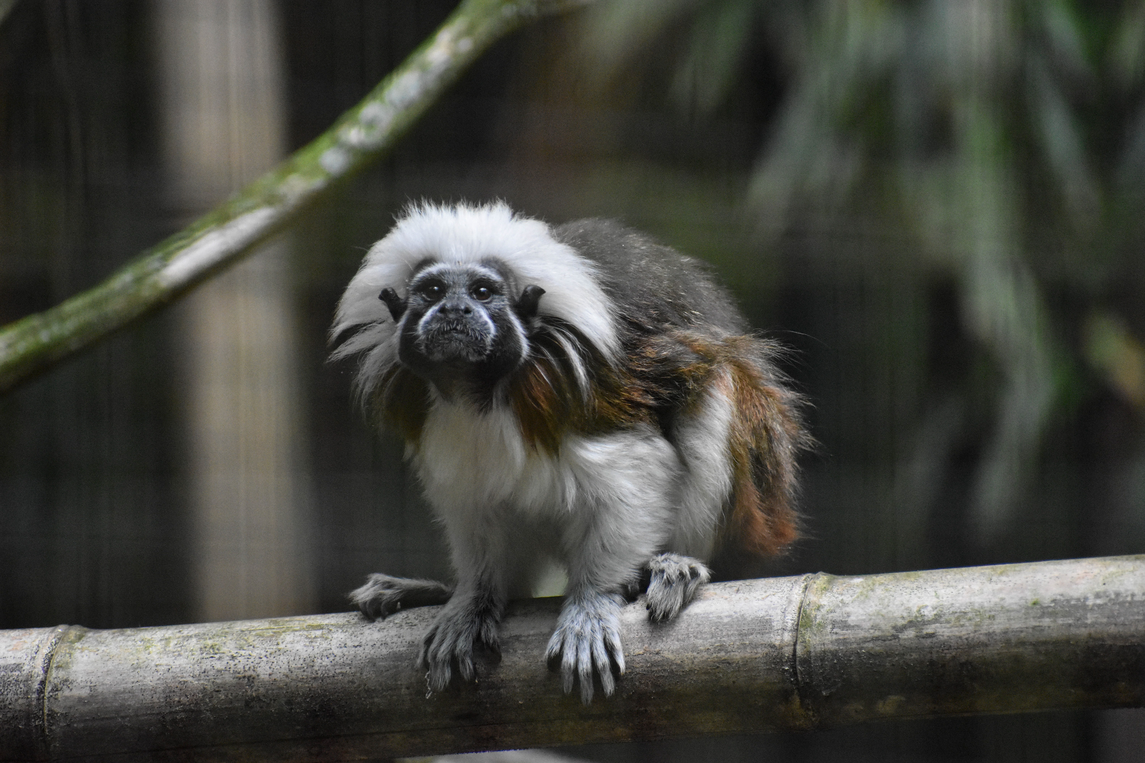 Untitled, 2019, Nikon D3500, Salisbury MD Zoo
