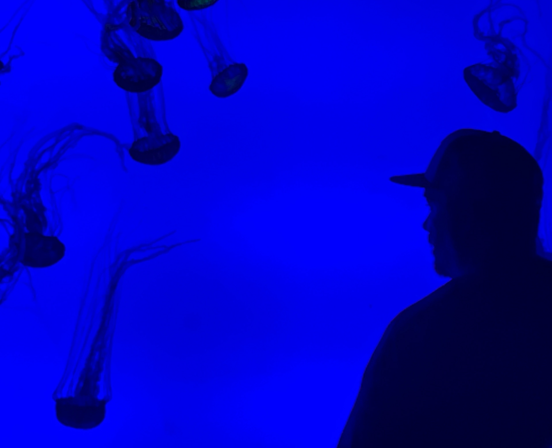 Untitled, 2023, IPhone, Ripley's Aquarium Myrtle Beach SC