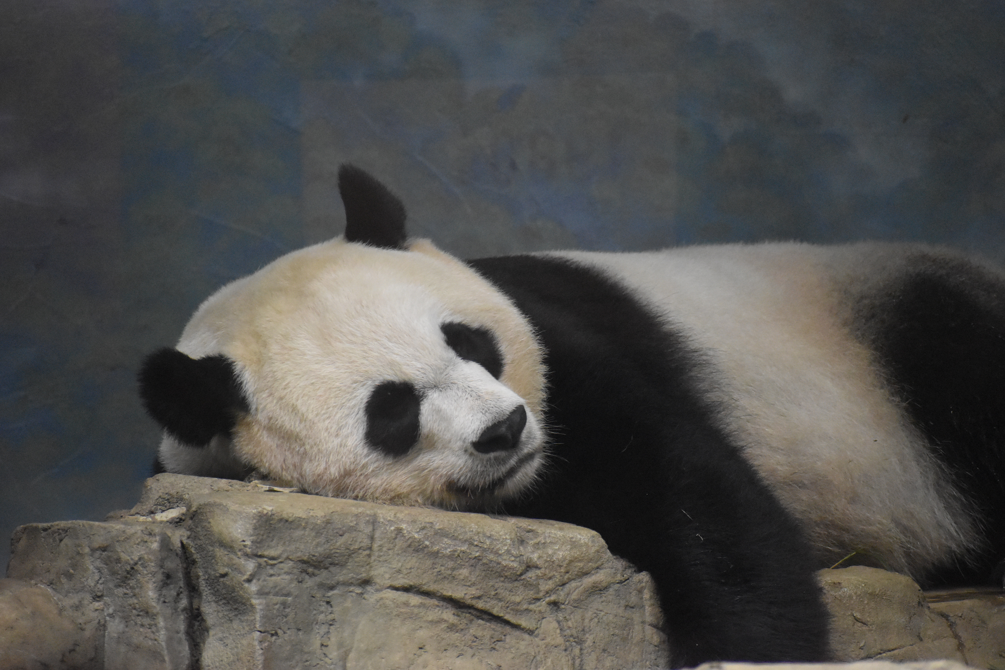 Untitled, 2019, Nikon D3500, Washington DC Zoo