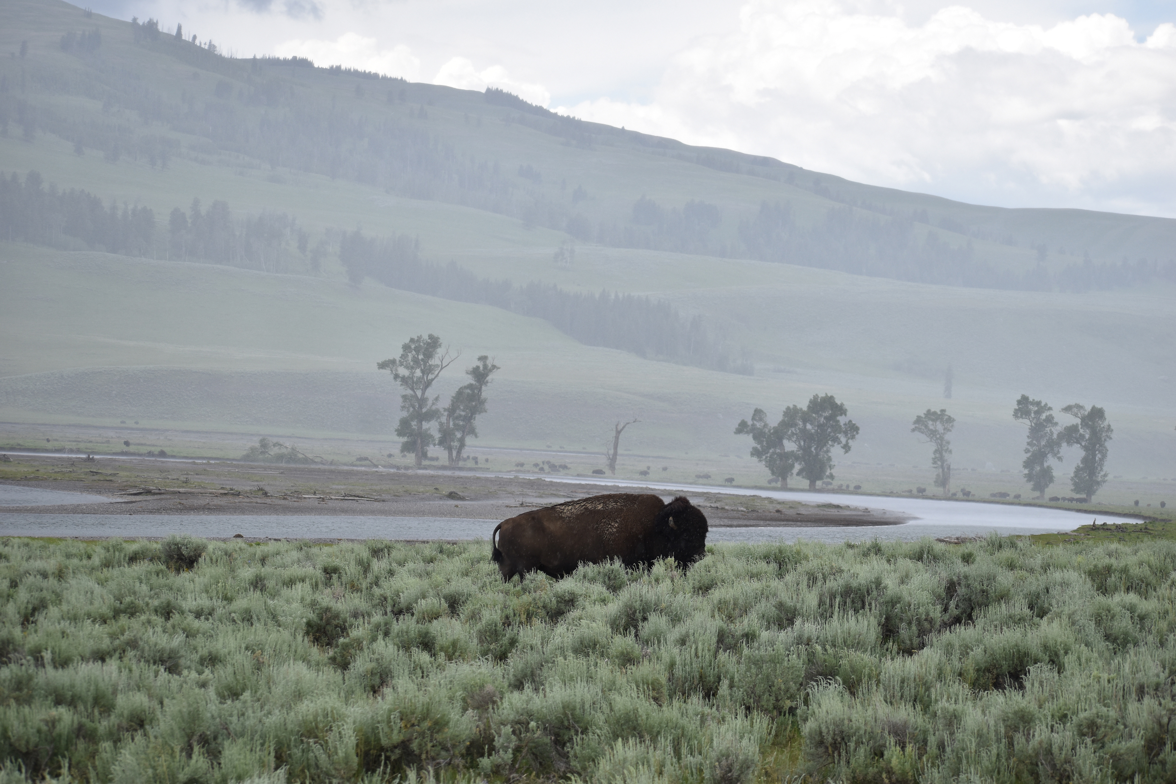 Untitled, 2024, Nikon D3500, Yellowstone in Montana 