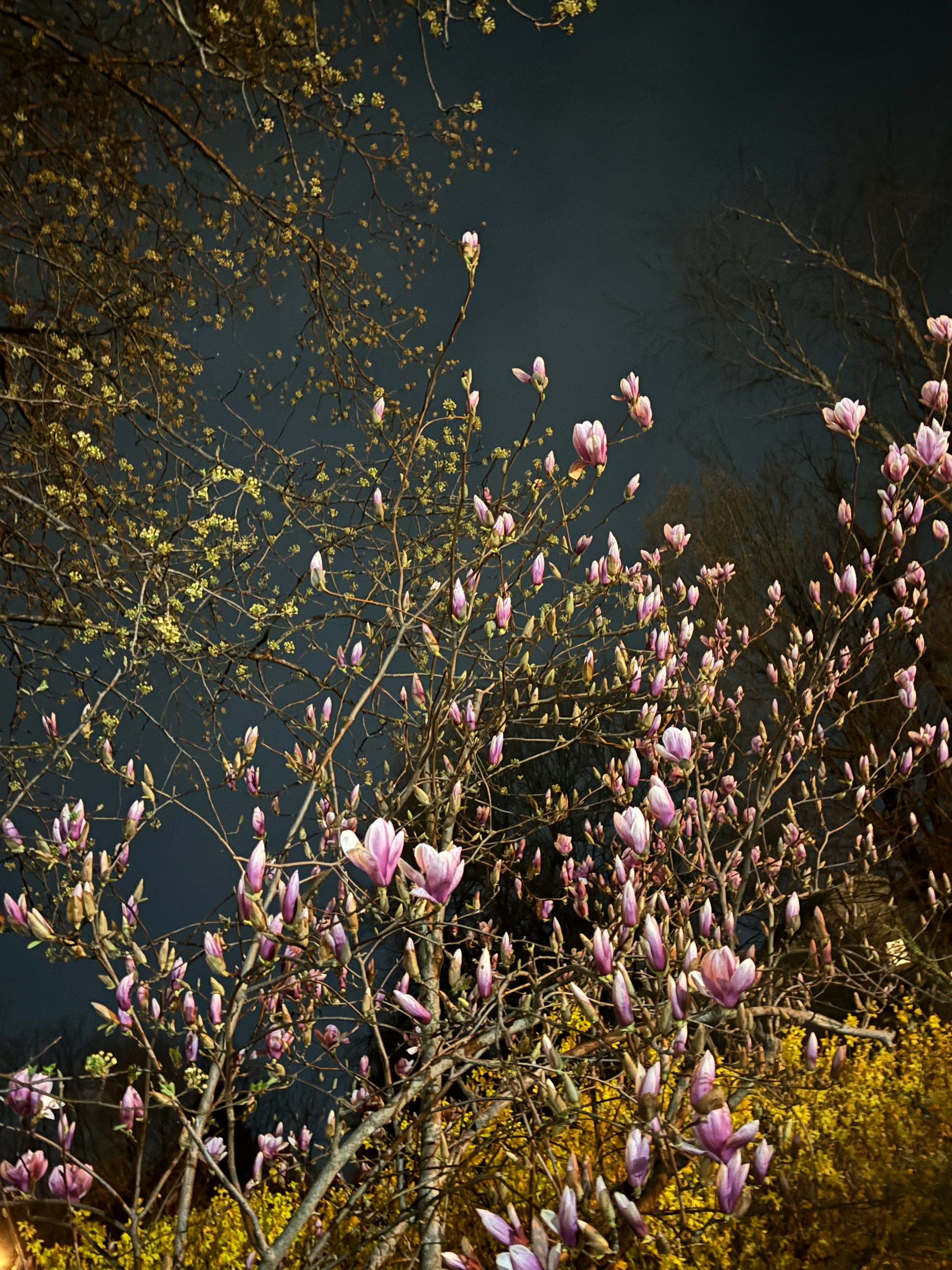 Untitled, 2025, IPhone, Reisterstown MD