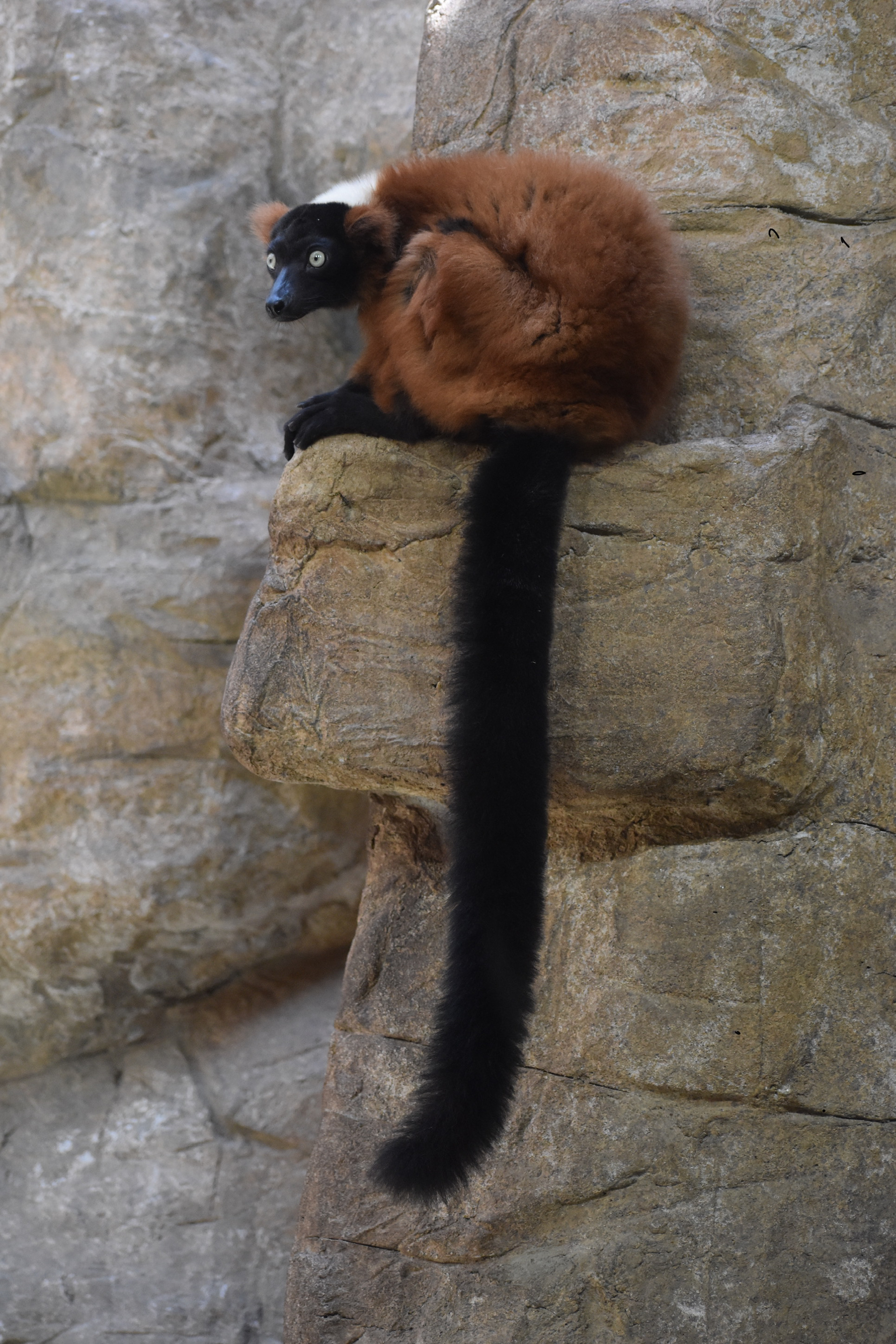 Untitled, 2019, Nikon D3500, Washington DC Zoo