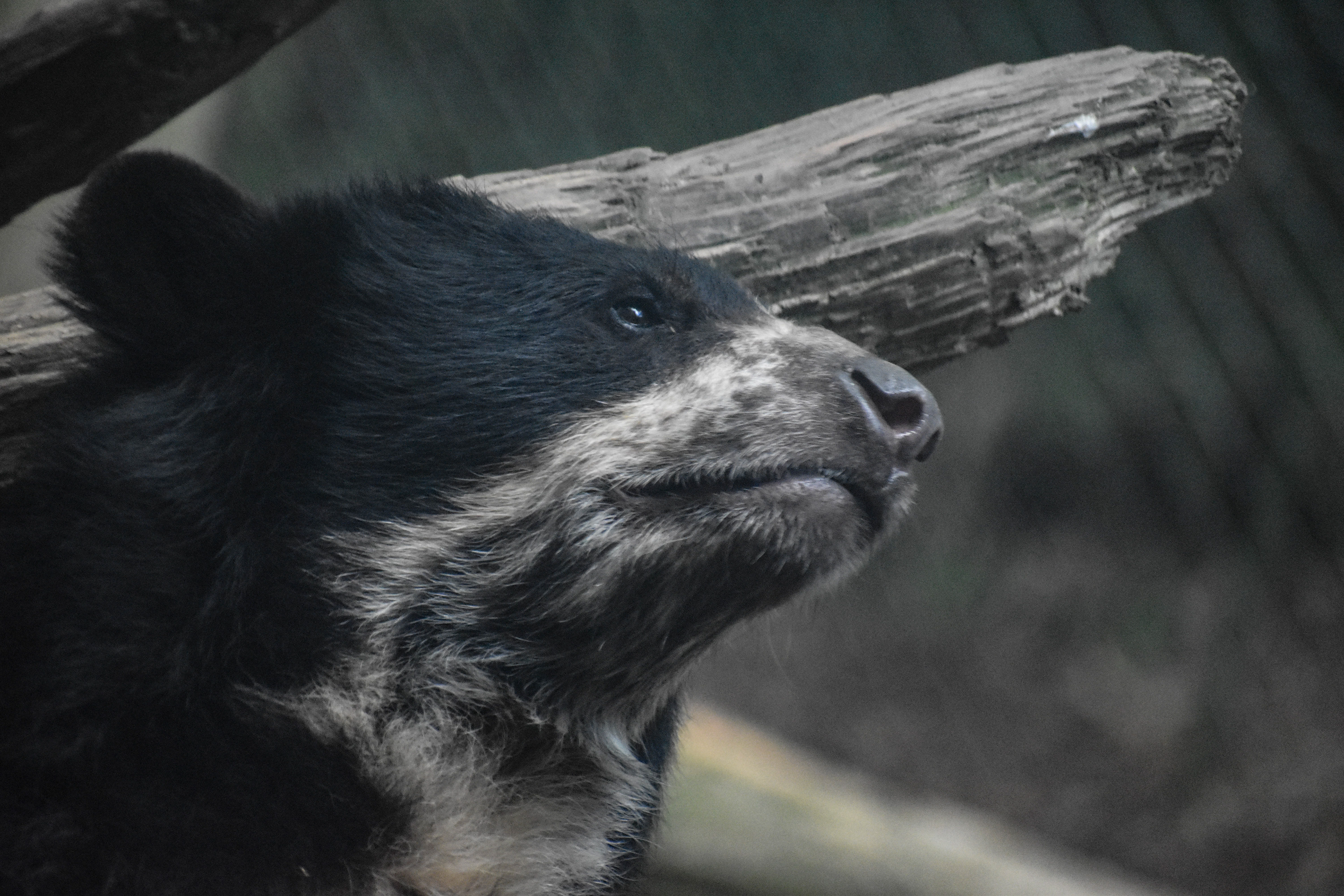 Untitled, 2019, Nikon D3500, Salisbury MD Zoo