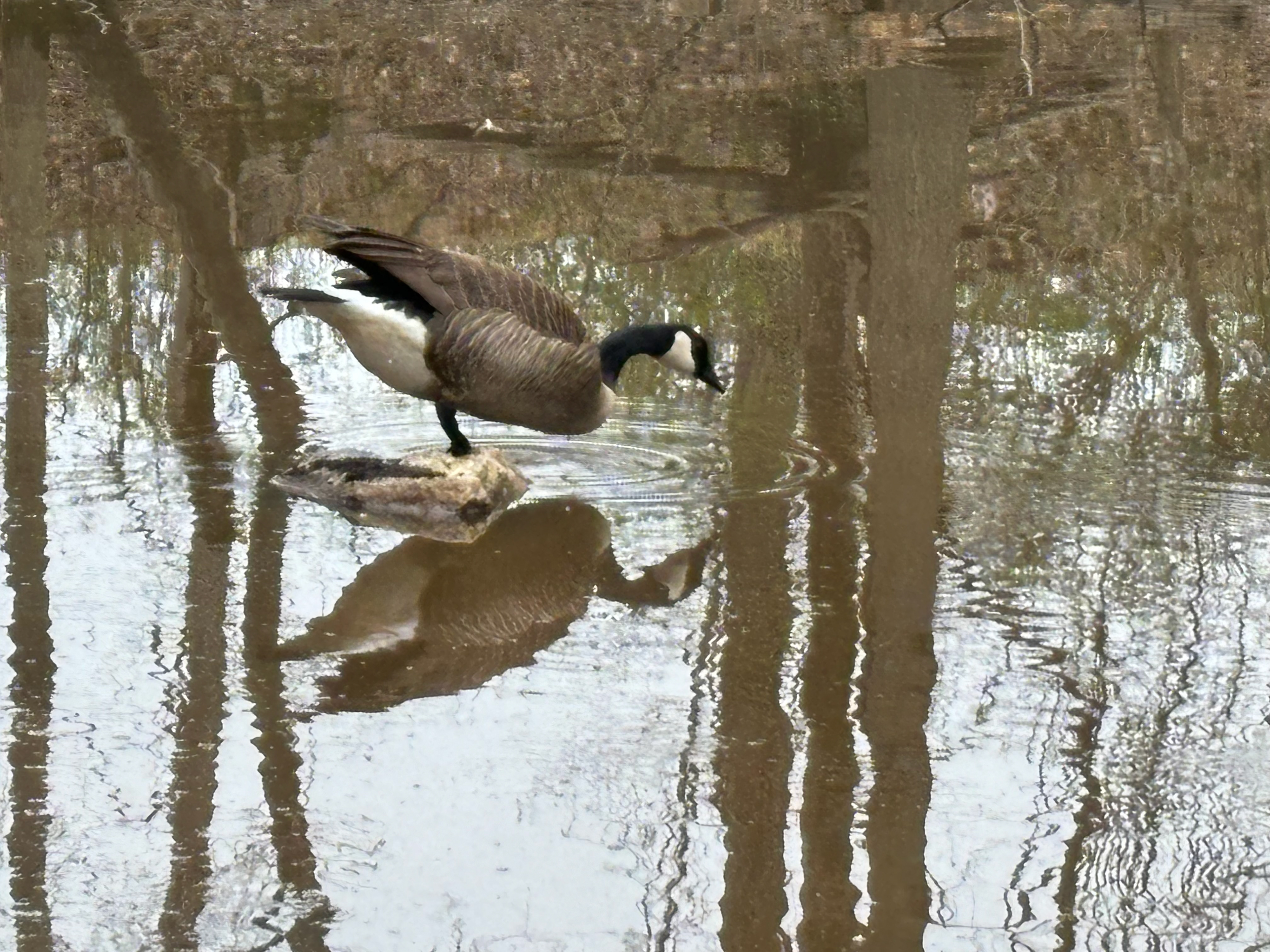 Untitled, 2025, IPhone, Centennial Park