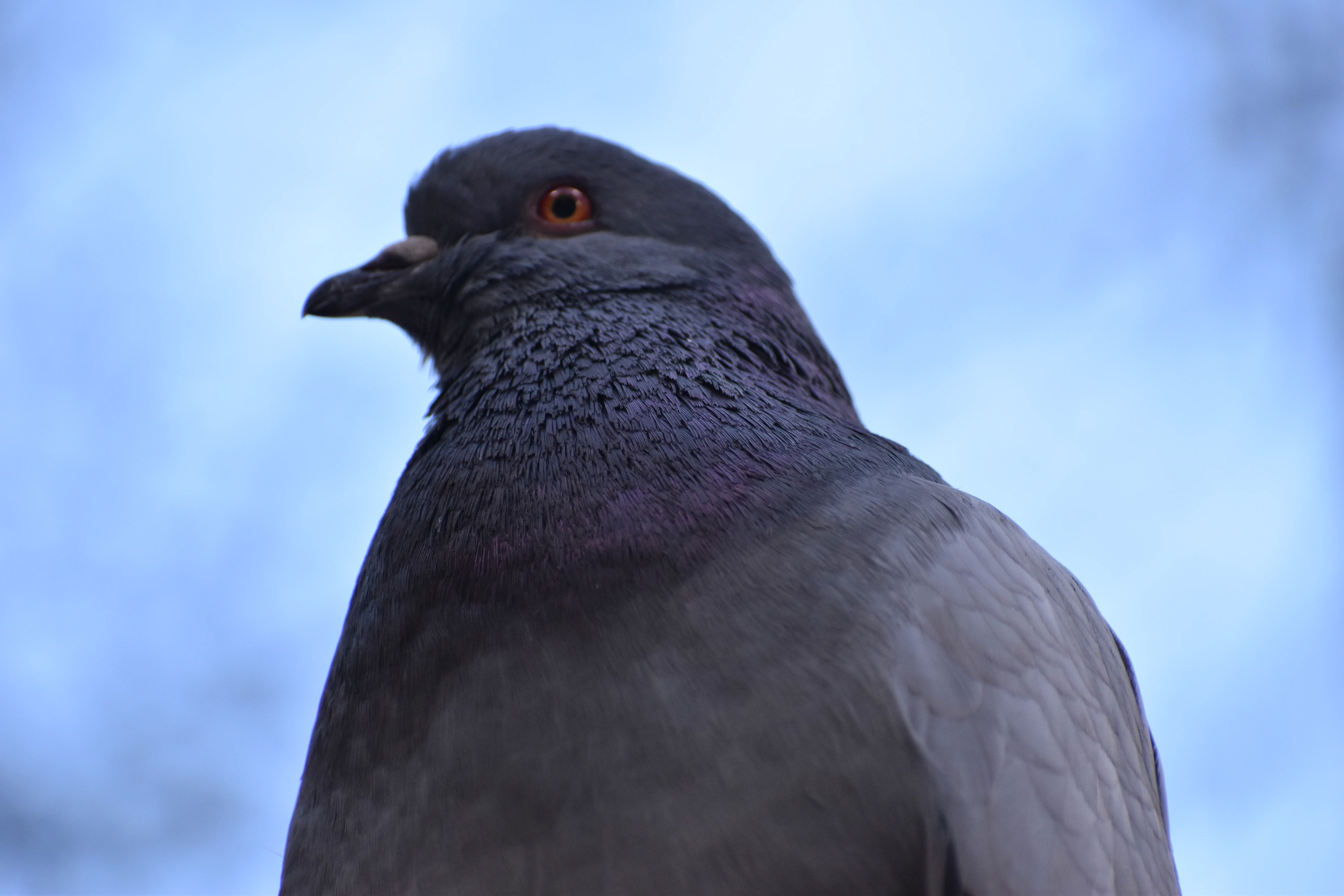 Untitled, 2019, Nikon D3500, New York 