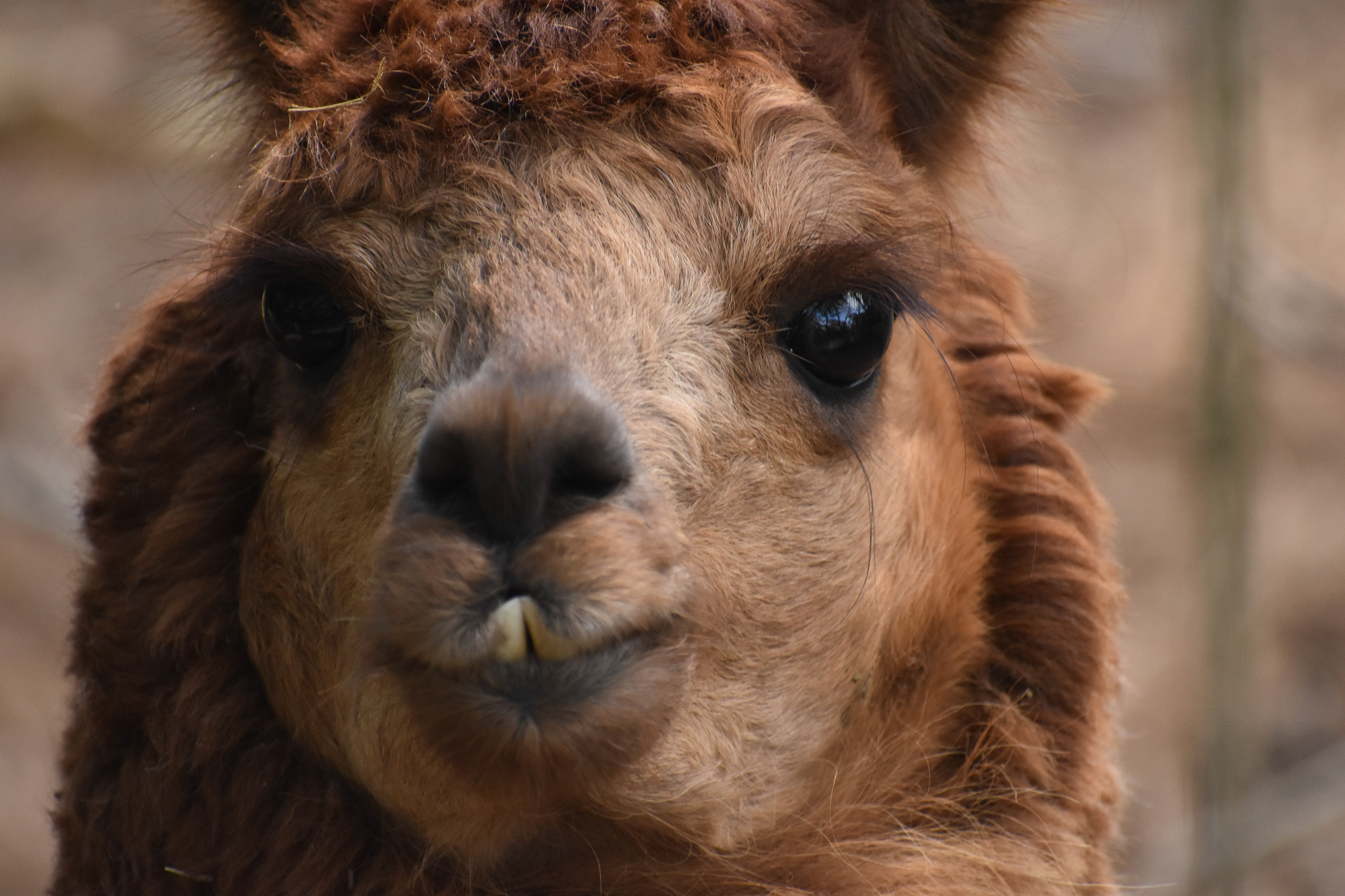 Untitled, 2019, Nikon D3500, Salisbury MD Zoo