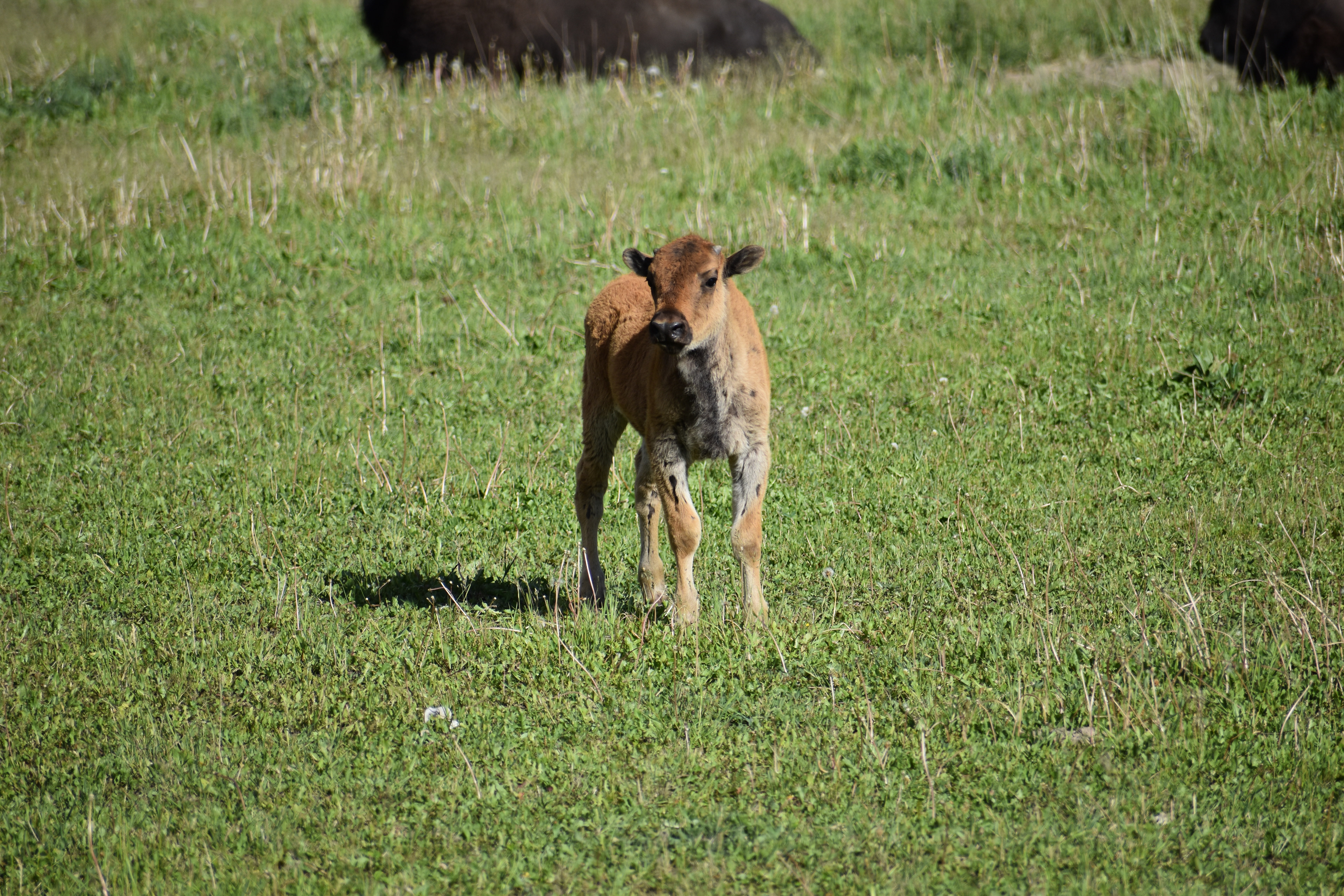 Untitled, 2024, Nikon D3500, Lamar Valley in Montana 