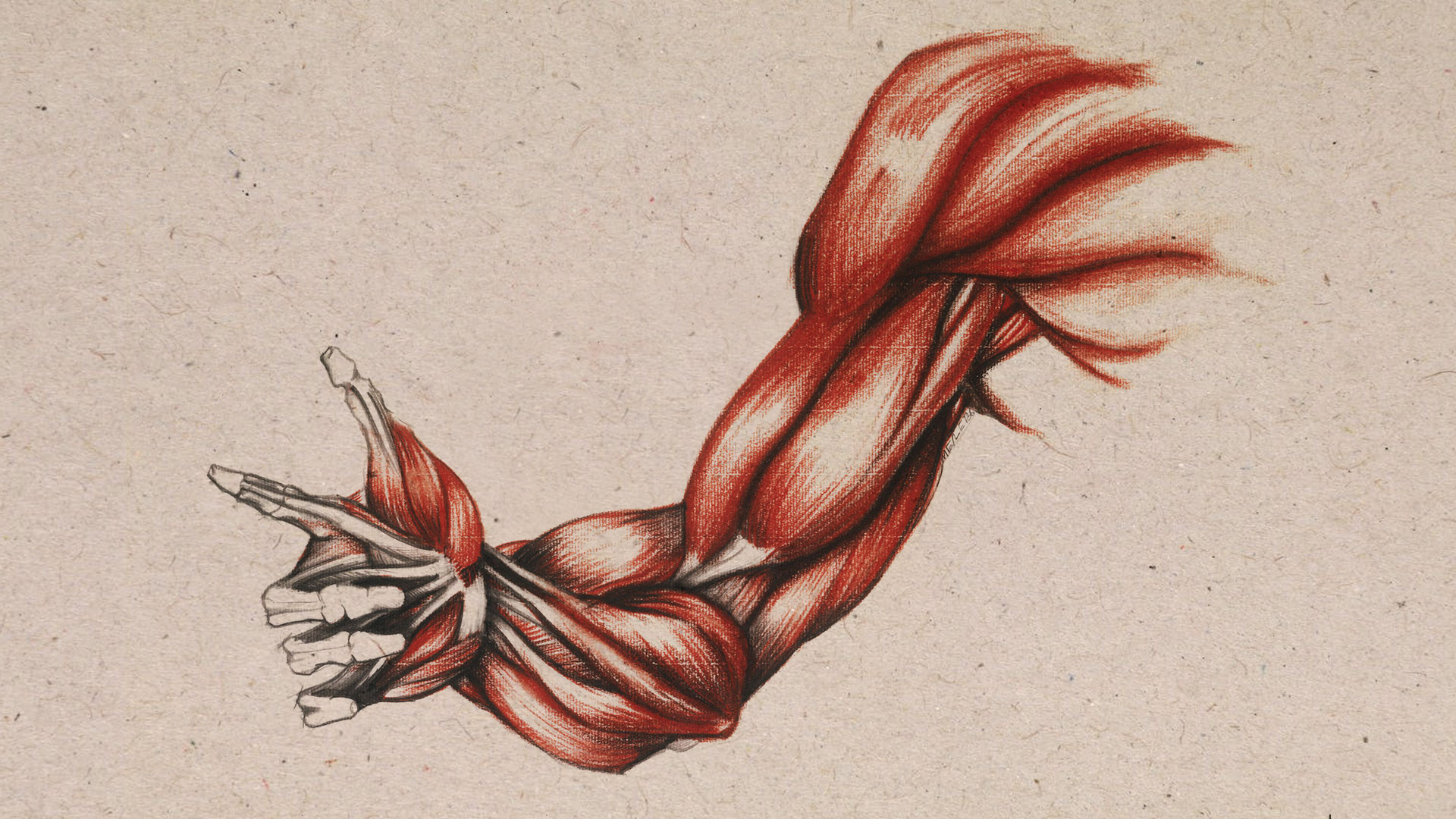 ETUDE ANATOMIQUE / FUSAINS ET SANGUINE / FR3 CARNETS DE LÉONARD DE VINCI / 1983