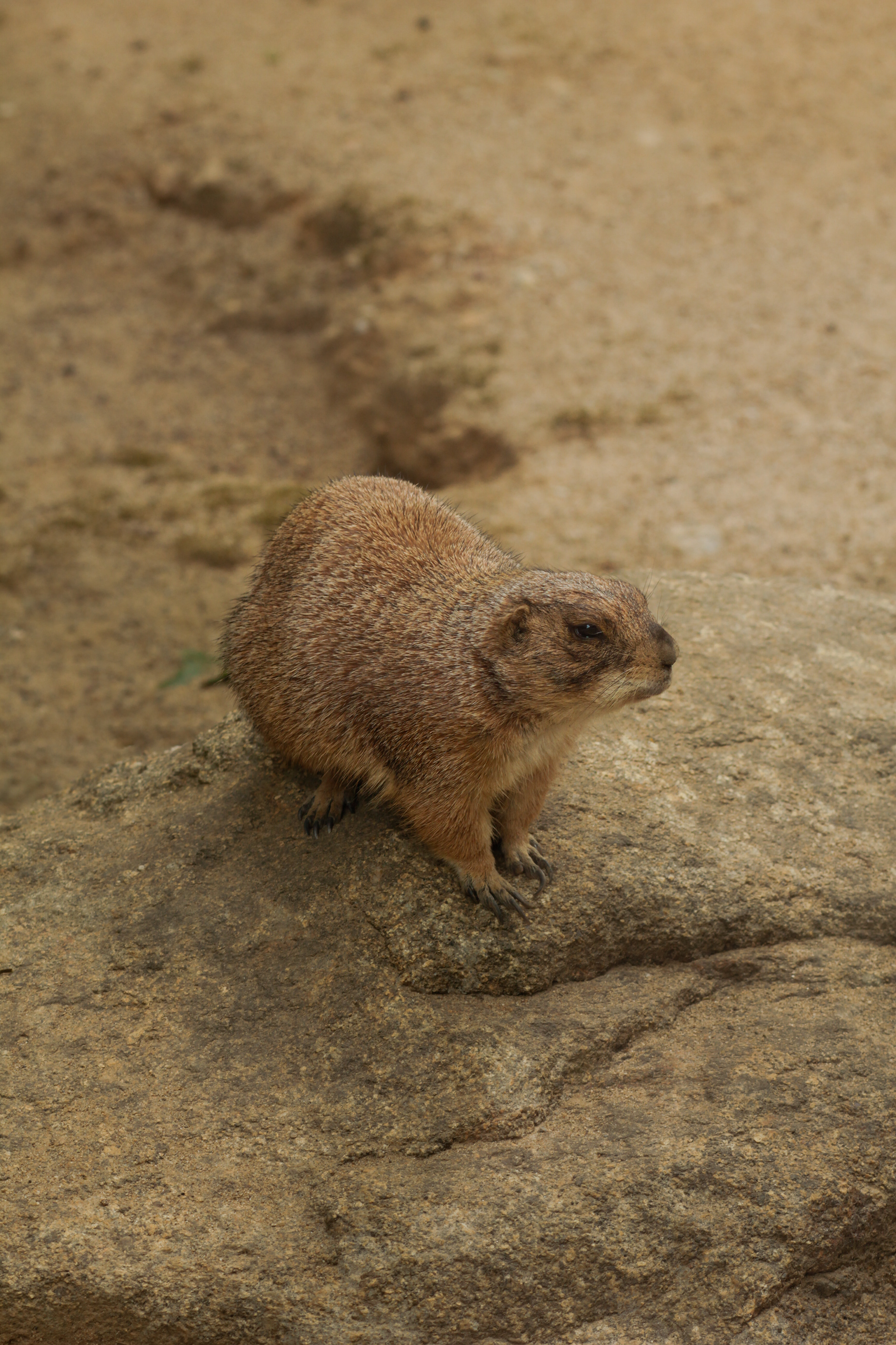 Chien de Prairie — Zoo de Champrépus — © Marie Conte