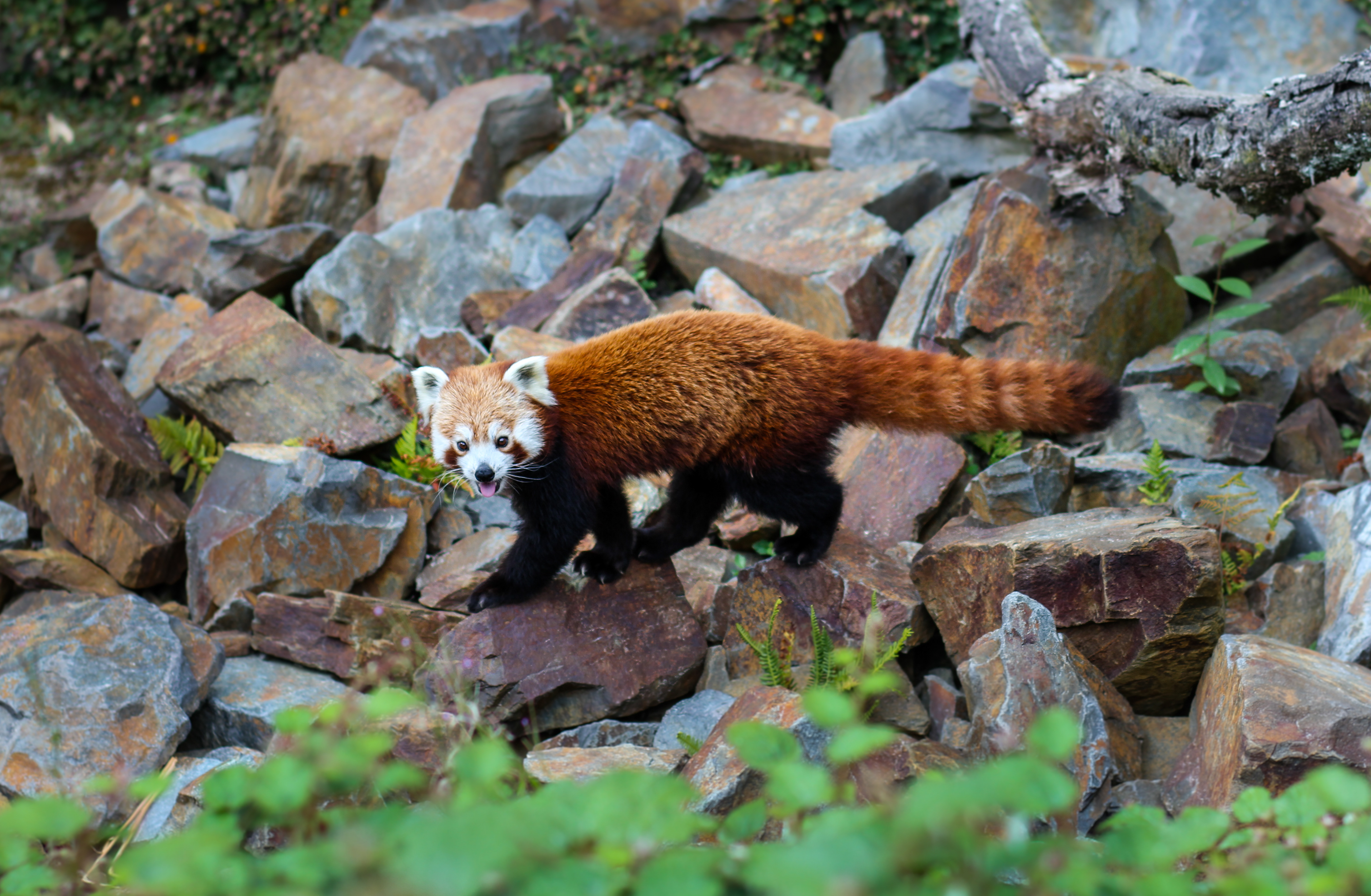 Panda Roux — Zoo de Champrépus — © Marie Conte