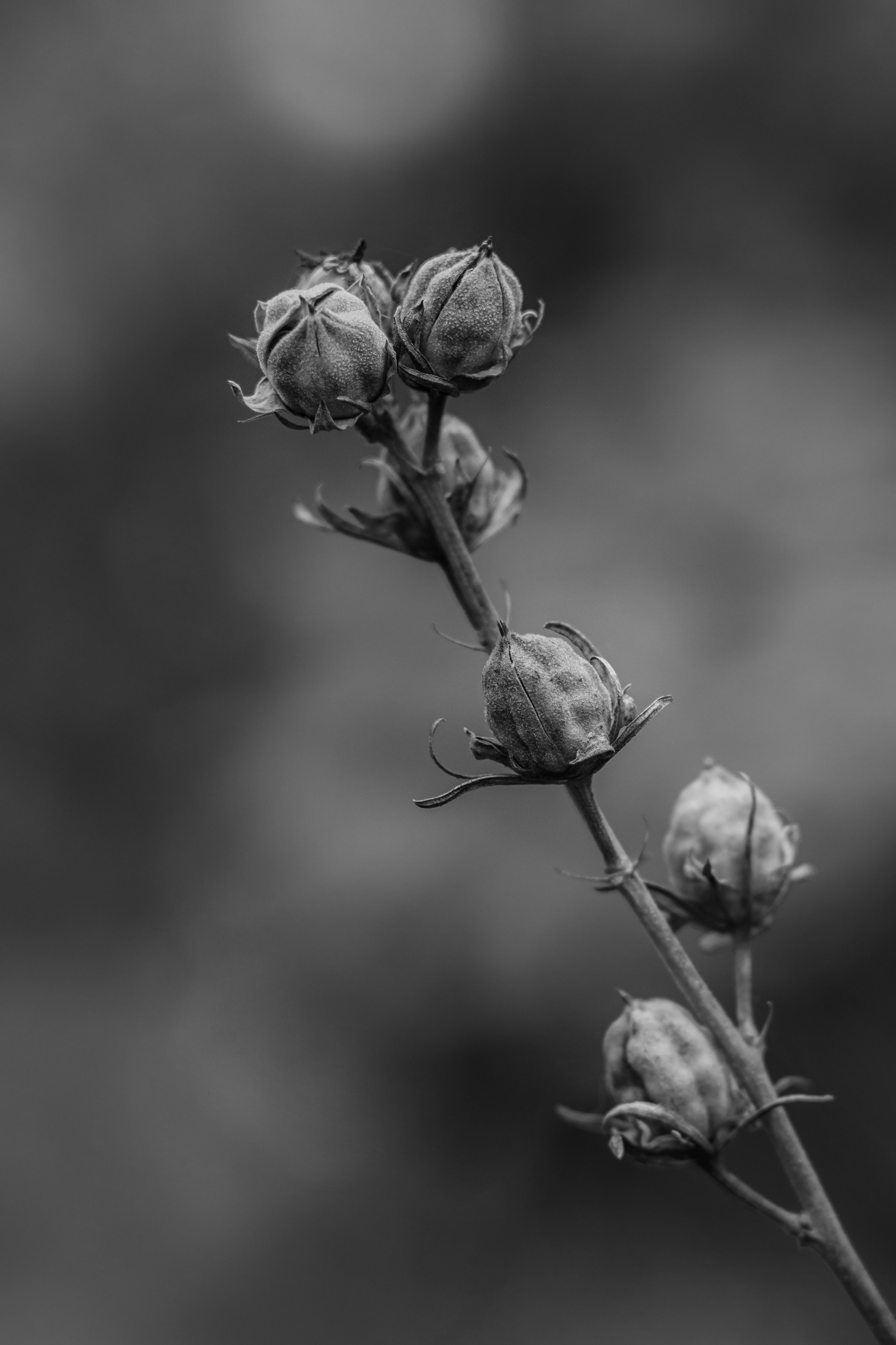 Hibiscus — Le Raincy — © Marie Conte