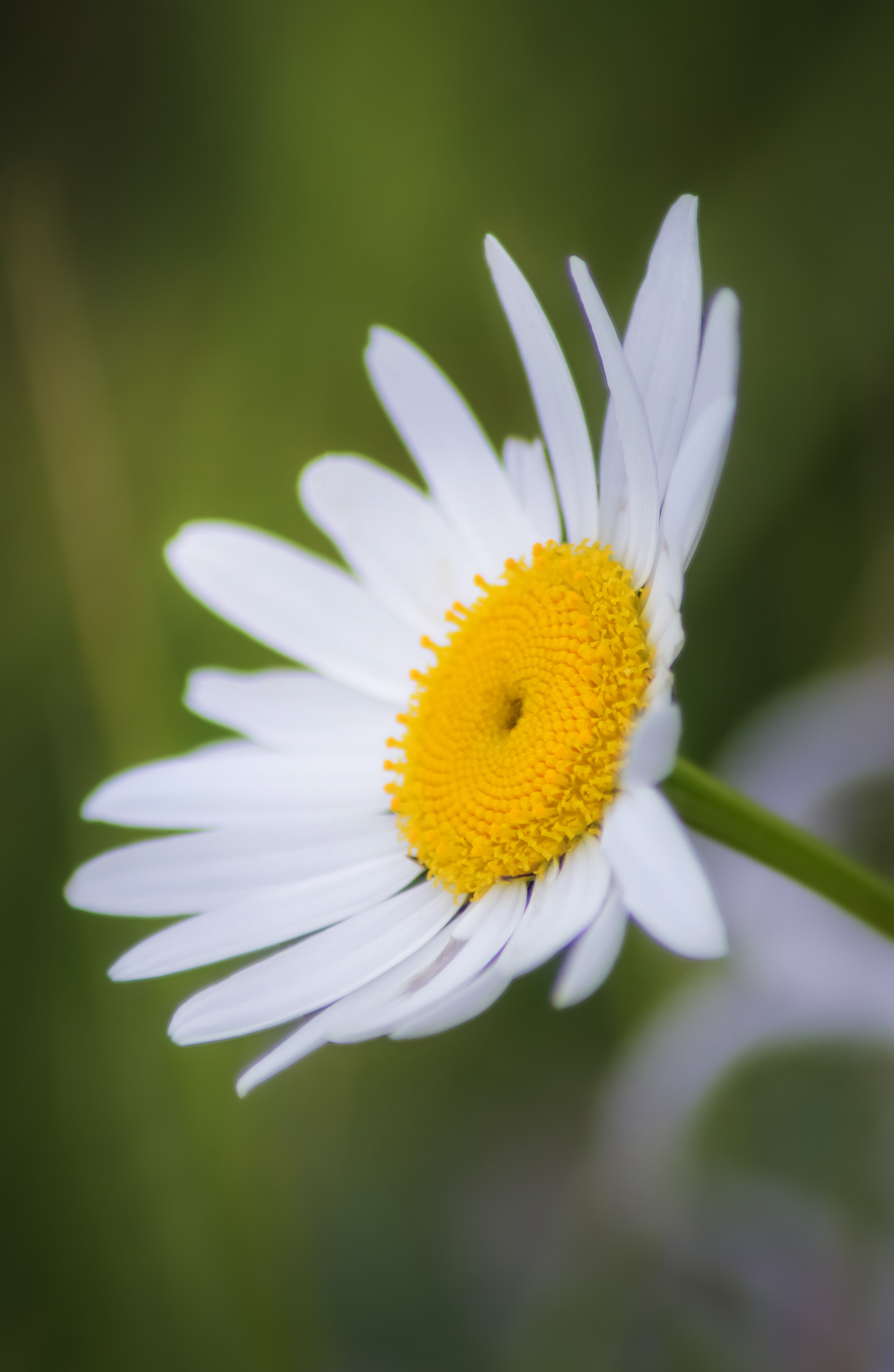 Marguerite — Granville — © Marie Conte