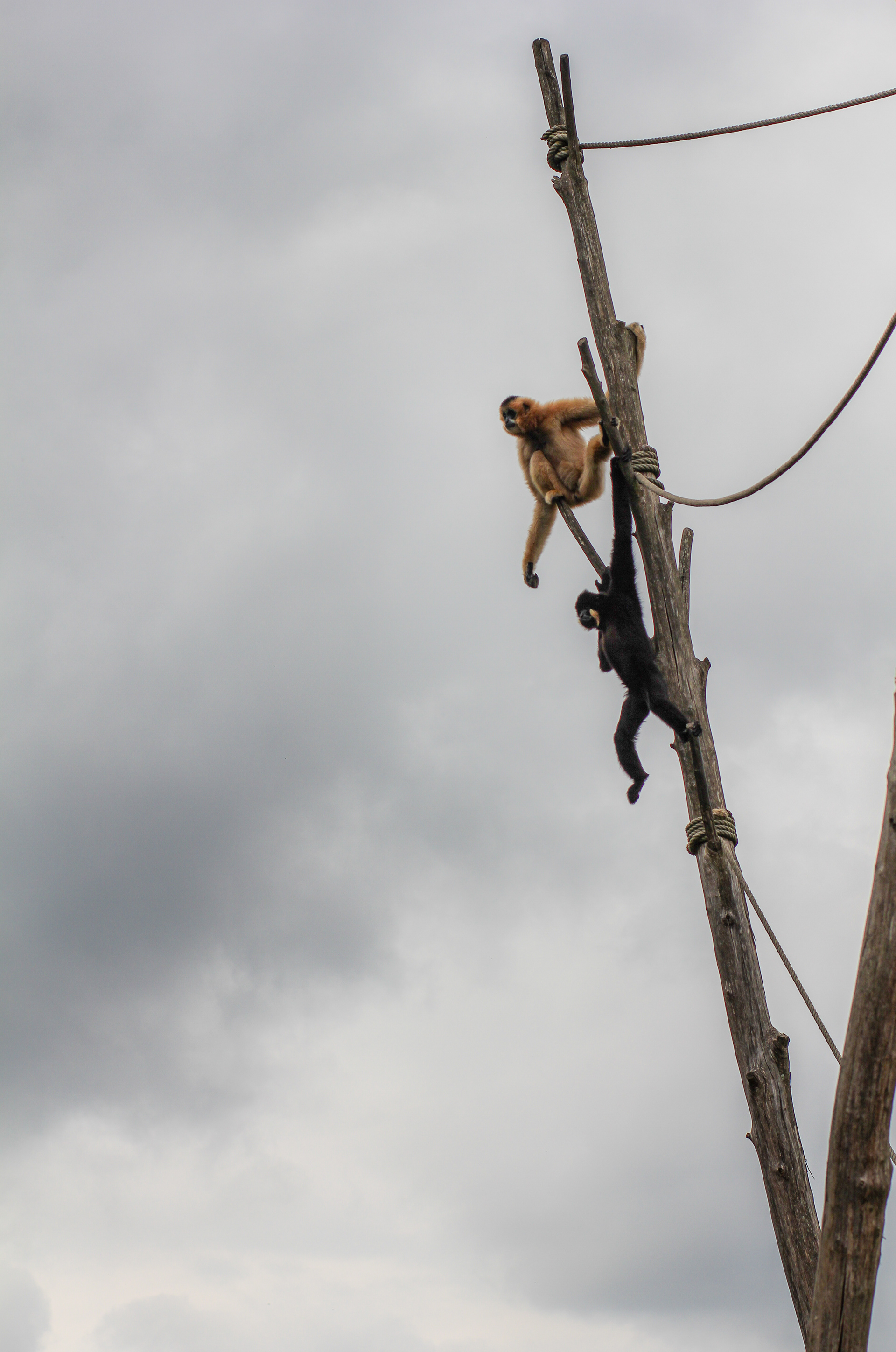 Gibbons — Zoo de Champrépus — © Marie Conte
