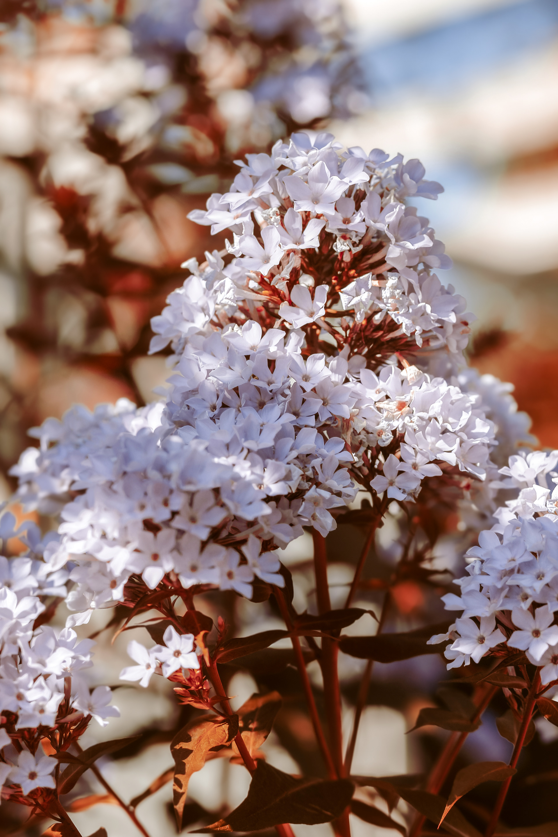 Phlox Paniculé — Granville — © Marie Conte
