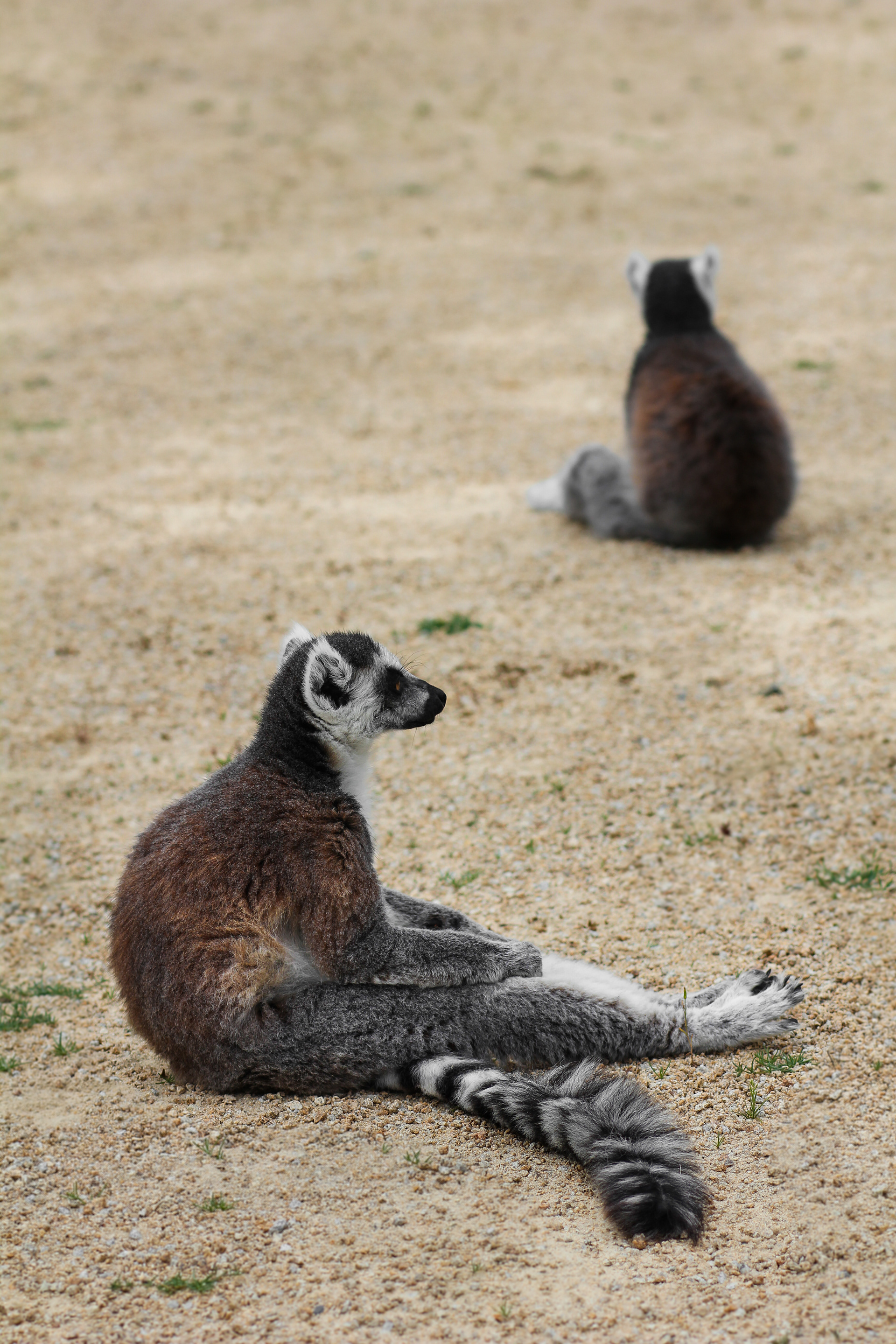 Maki Catta — Zoo de Champrépus — © Marie Conte