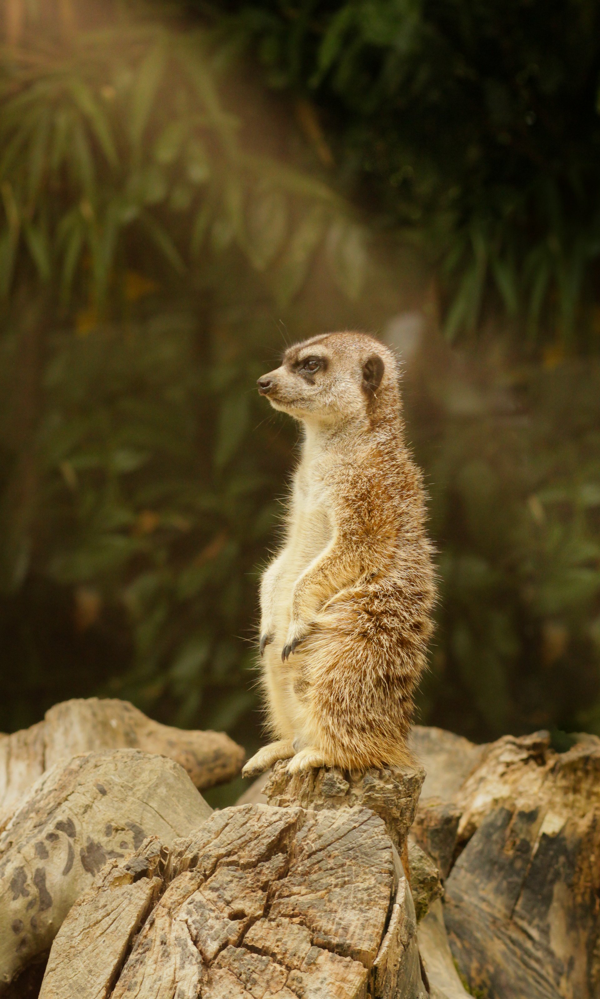 Suricate — Zoo de Champrépus — © Marie Conte