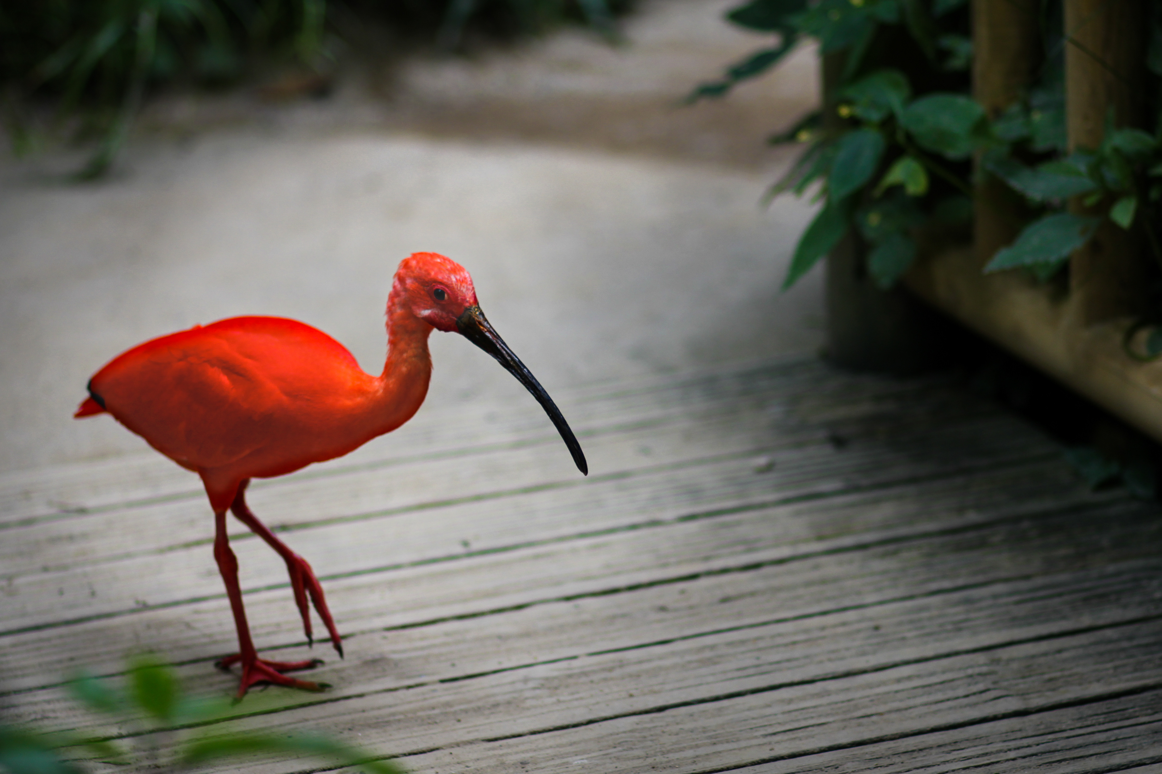 Ibis Rouge — Zoo de Champrépus — © Marie Conte