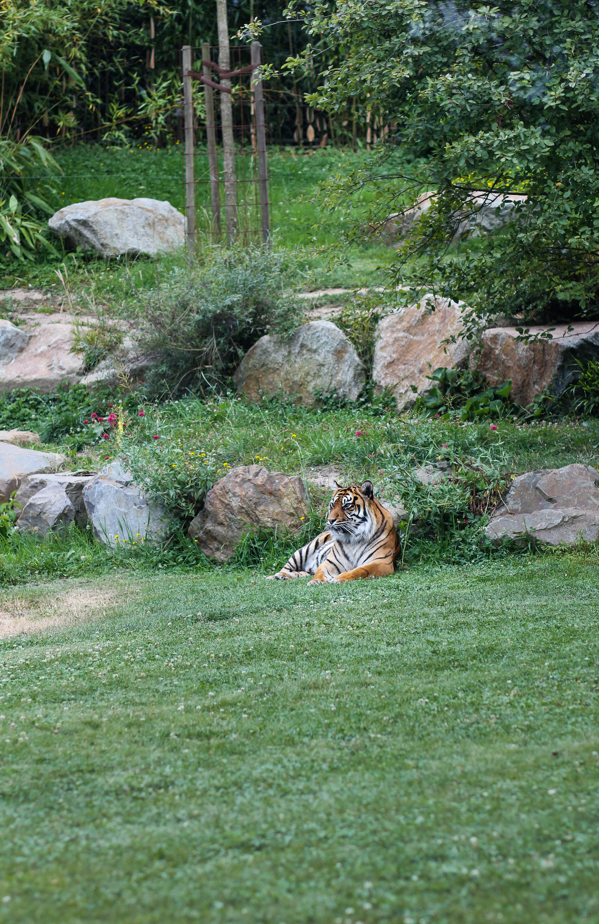 Tigre — Zoo de Champrépus — © Marie Conte