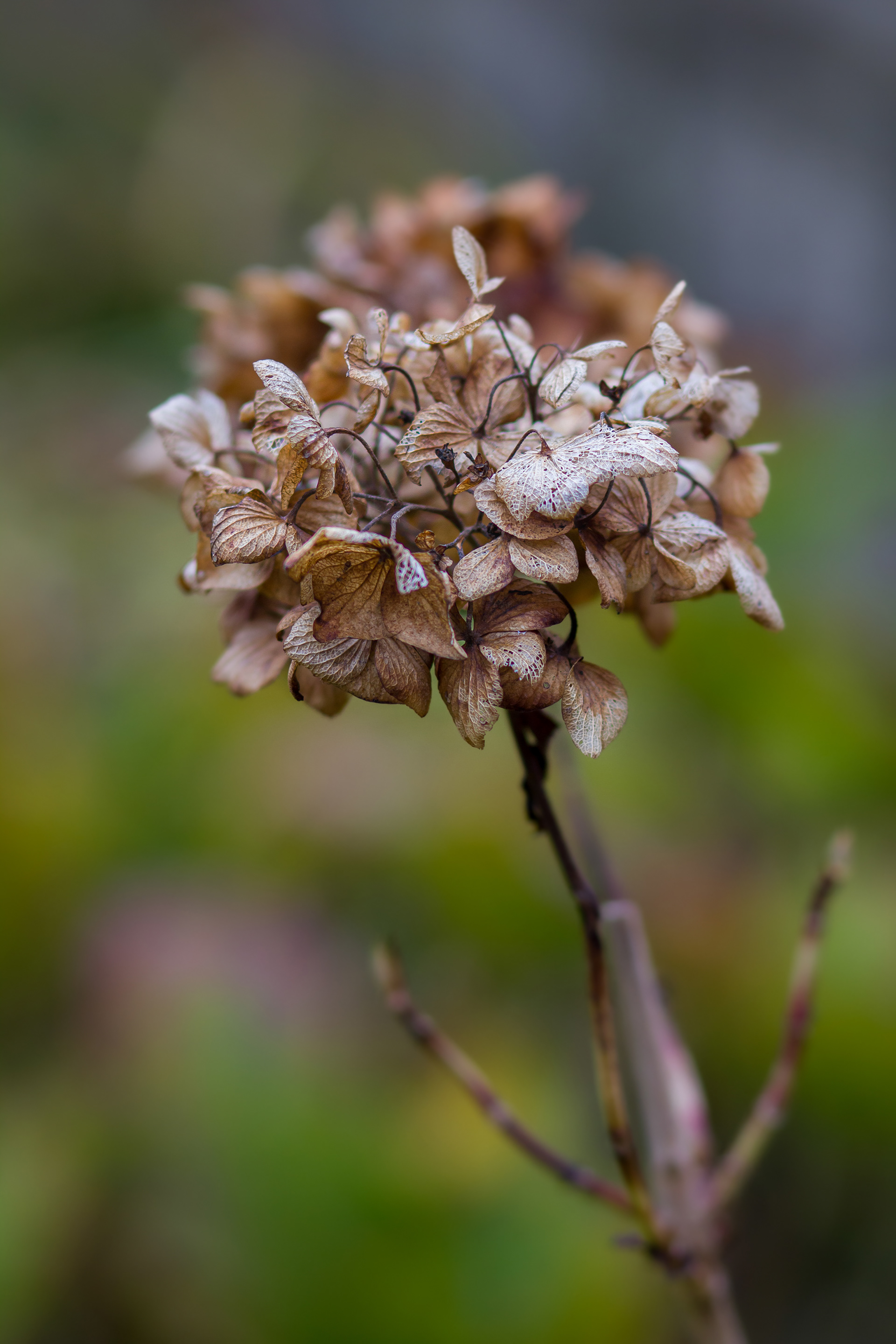 Hortensia — Le Raincy — © Marie Conte